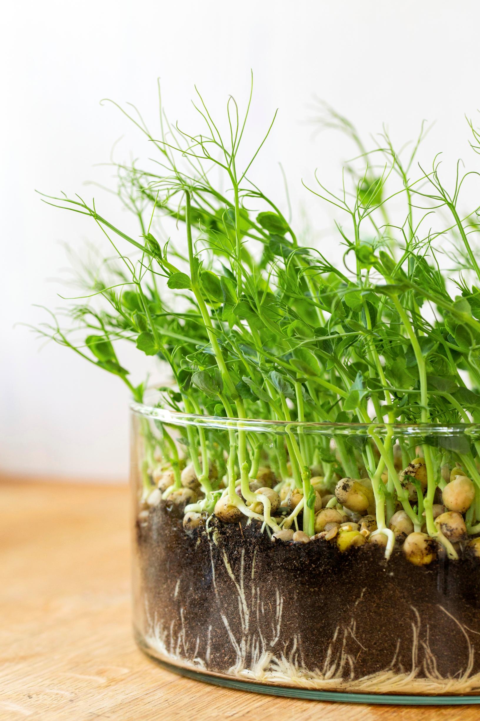 how to grow sprouts