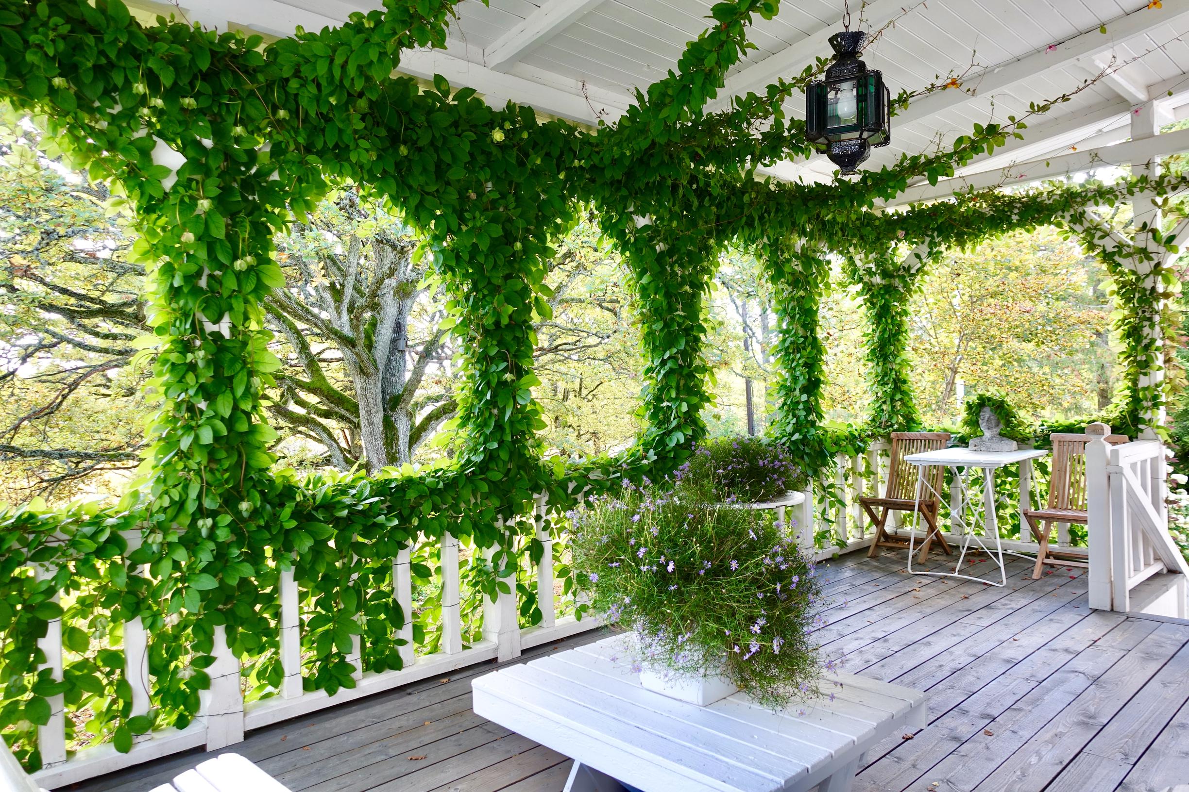 Anna grows stunning cup-and-saucer vines every year—“I praise them generously every day”