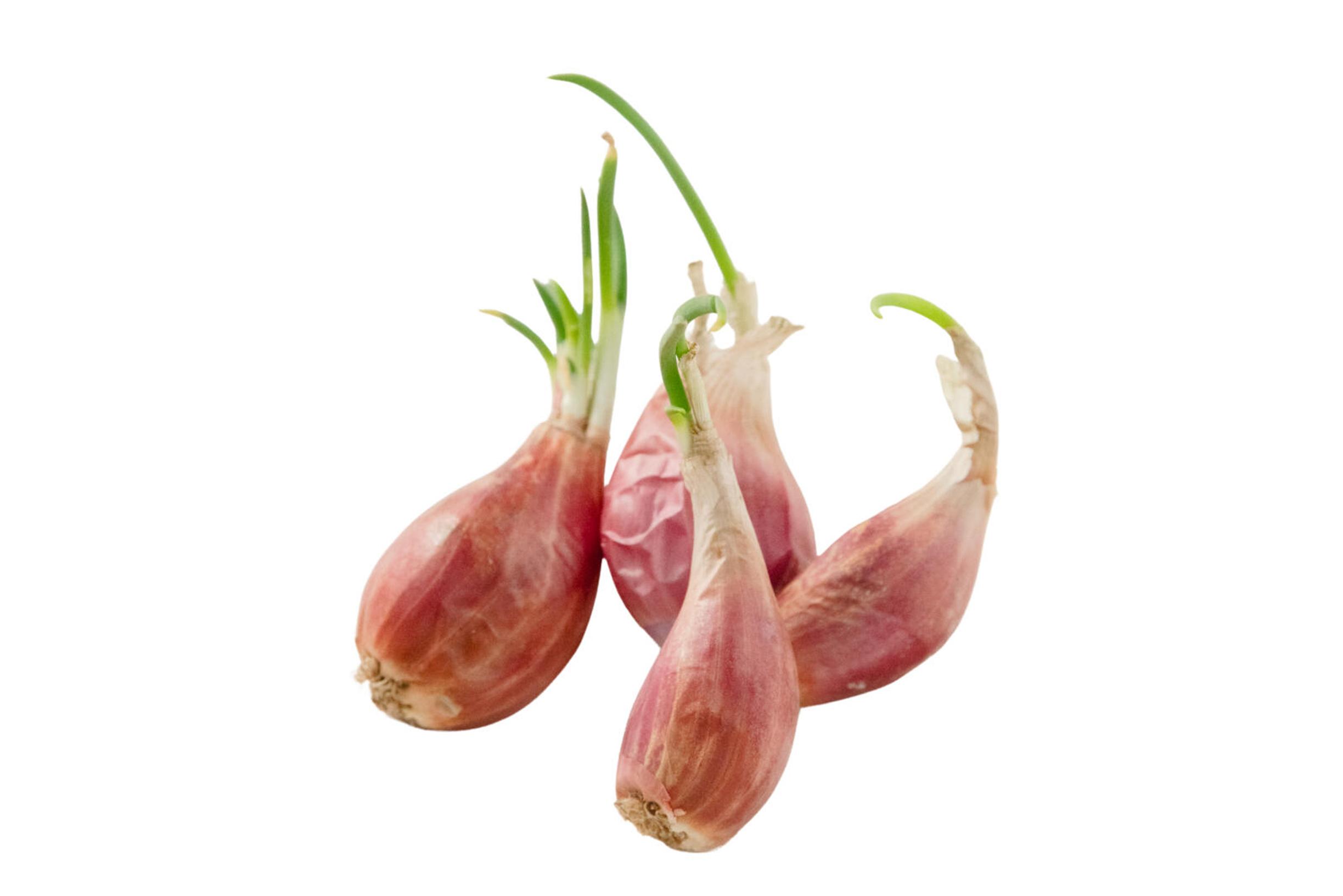 Growing tree onion: tree onion can spread into a large stand by both dividing underground and top bulbs.
