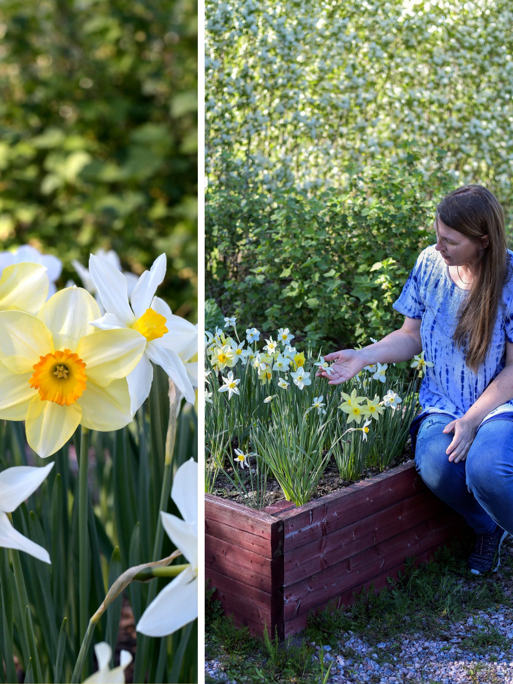 Chatarina’s daffodils kept dying—until she learned to build beds where they thrive year after year