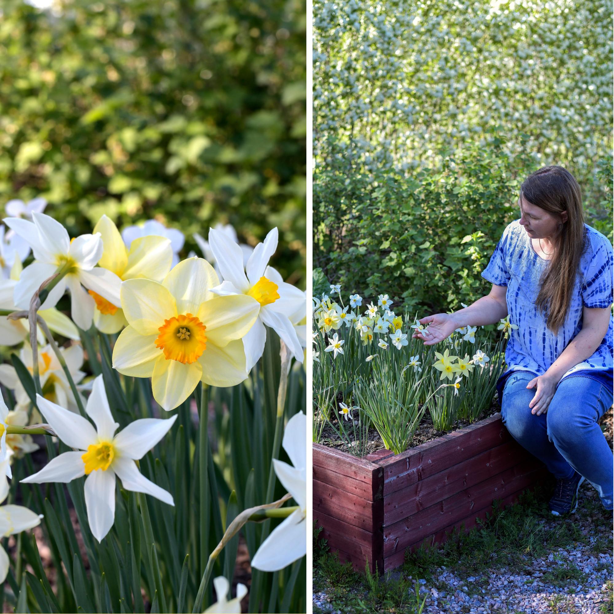 Chatarina’s daffodils kept dying—until she learned to build beds where they thrive year after year