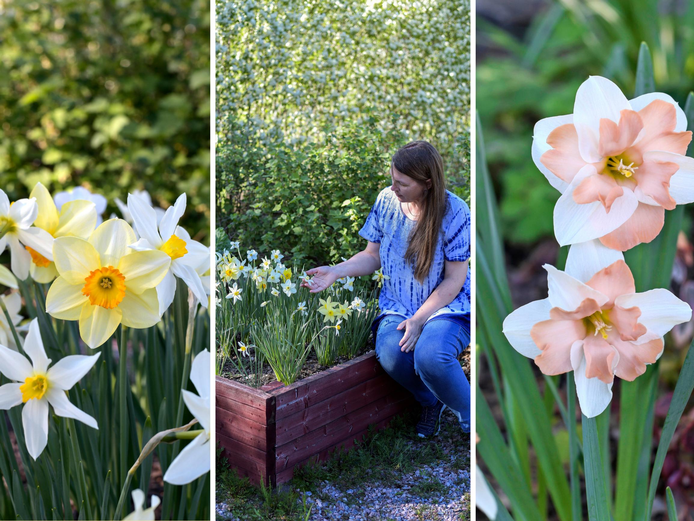 Chatarina’s daffodils kept dying—until she learned to build beds where they thrive year after year