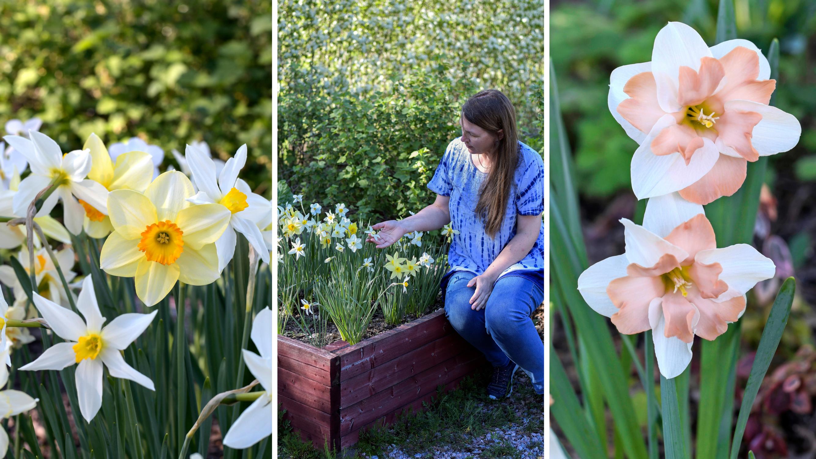 Chatarina’s daffodils kept dying—until she learned to build beds where they thrive year after year