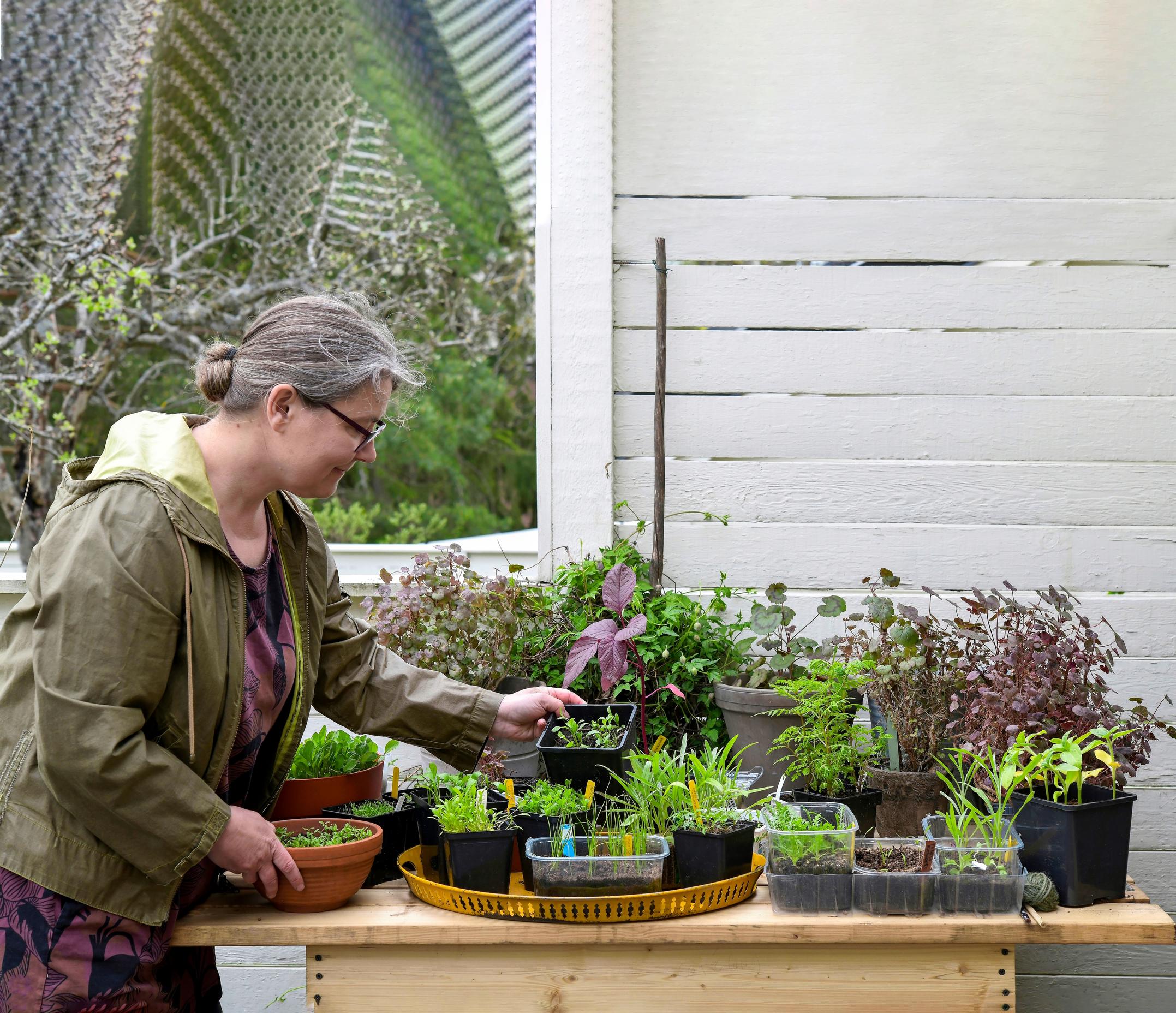 Seedlings on a table.