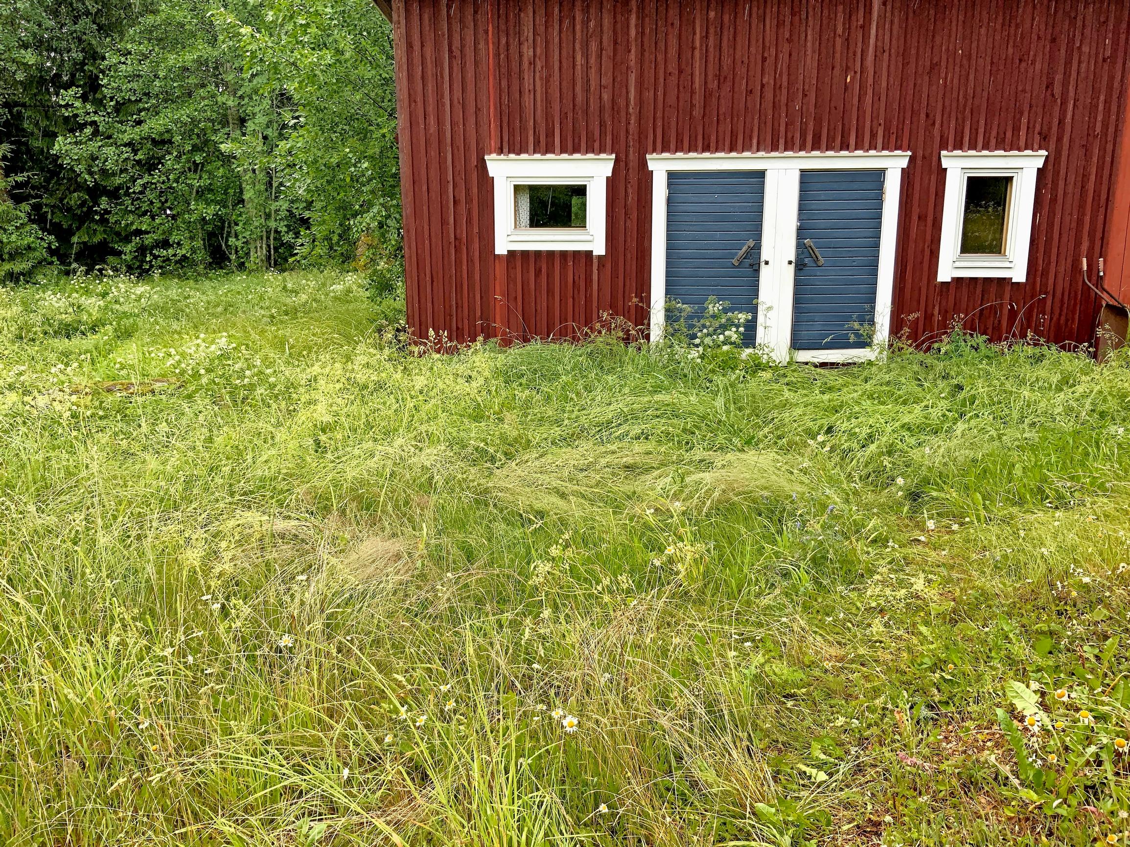 The Laamanens’ run-down sauna building before the renovation, surrounded by tall grass