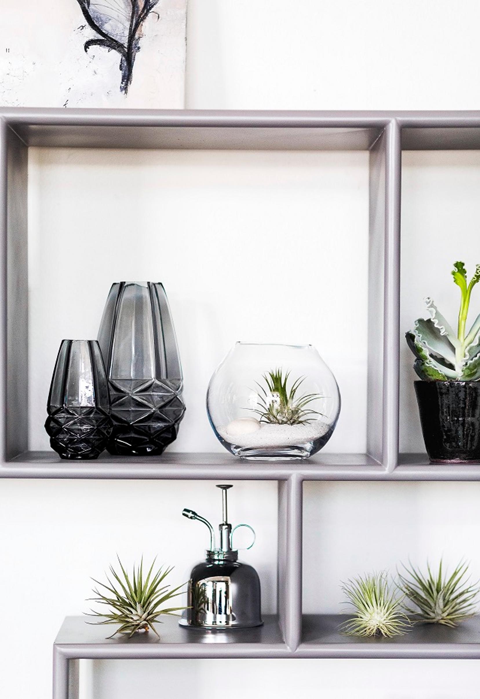 air plants care