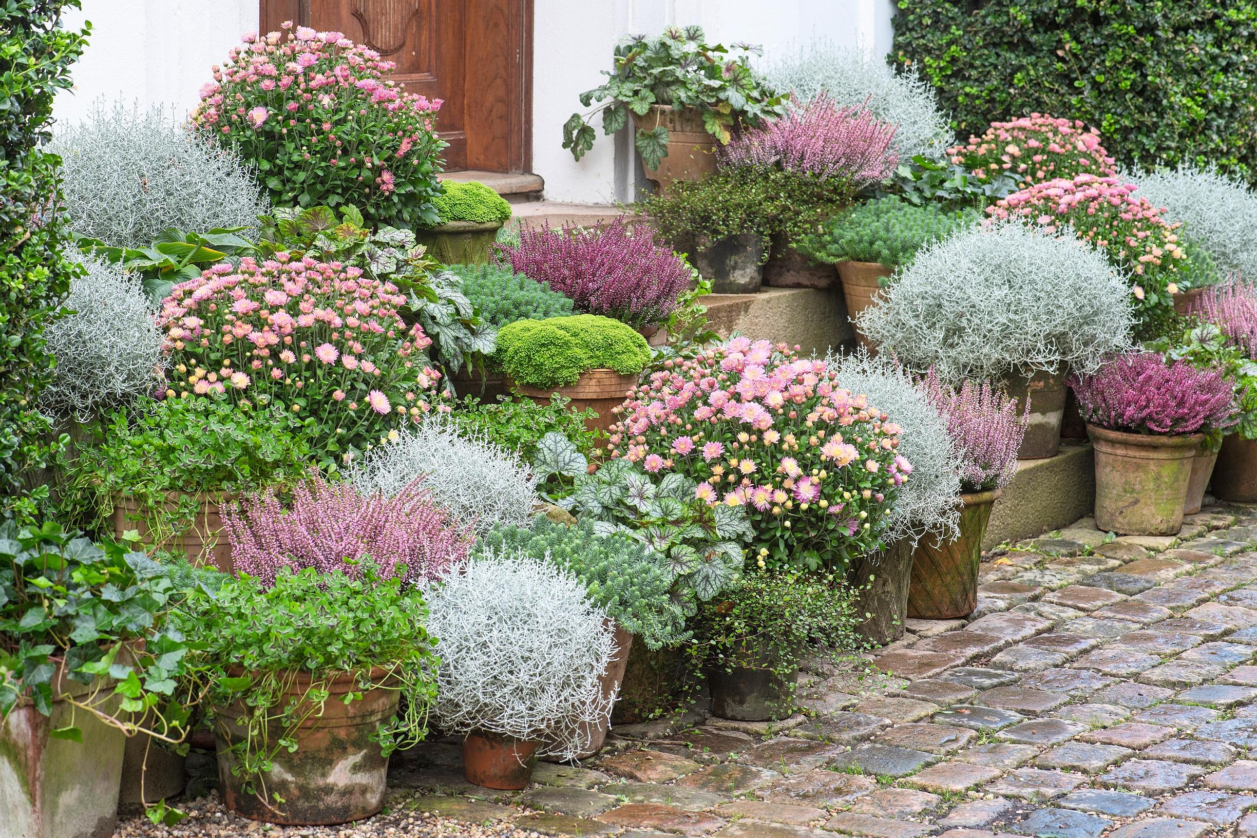 Pink and gray container plants in Claus Dalby’s container garden in September