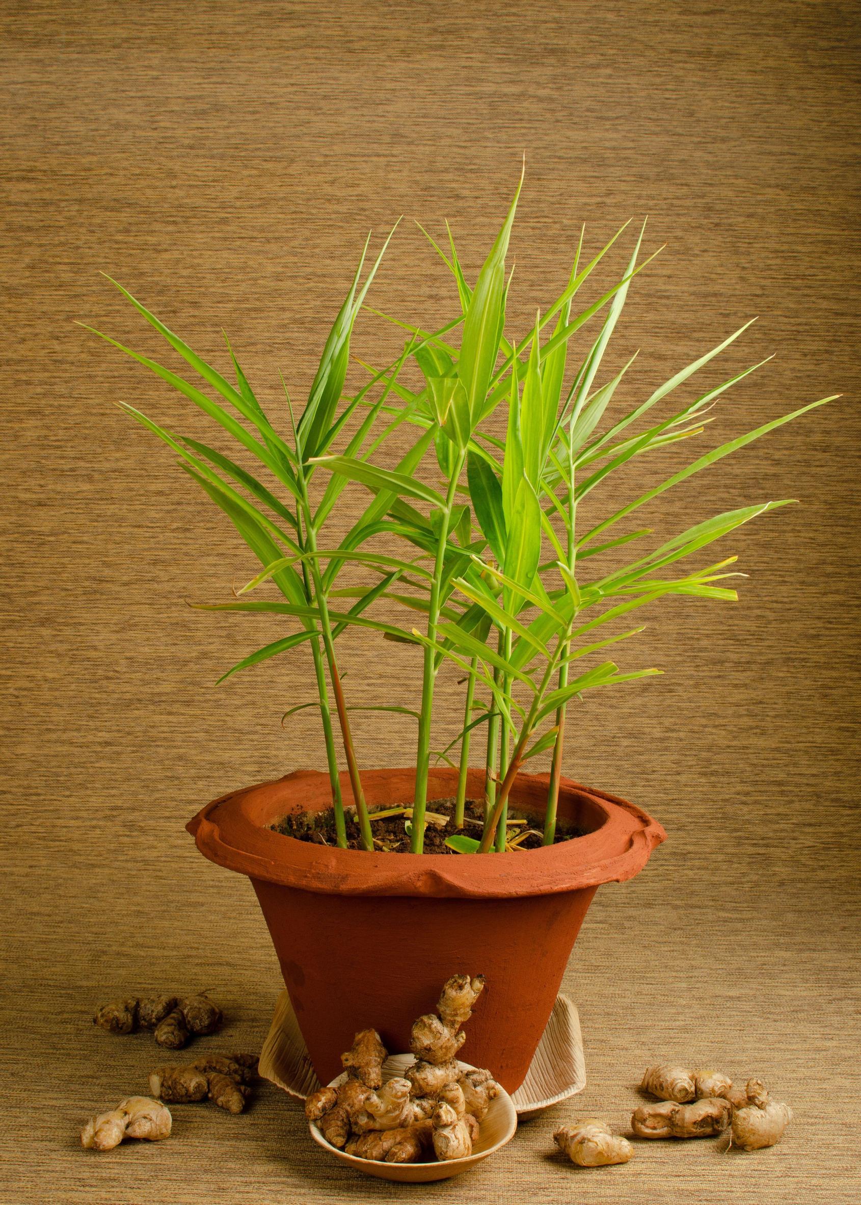 Planting ginger root in a pot