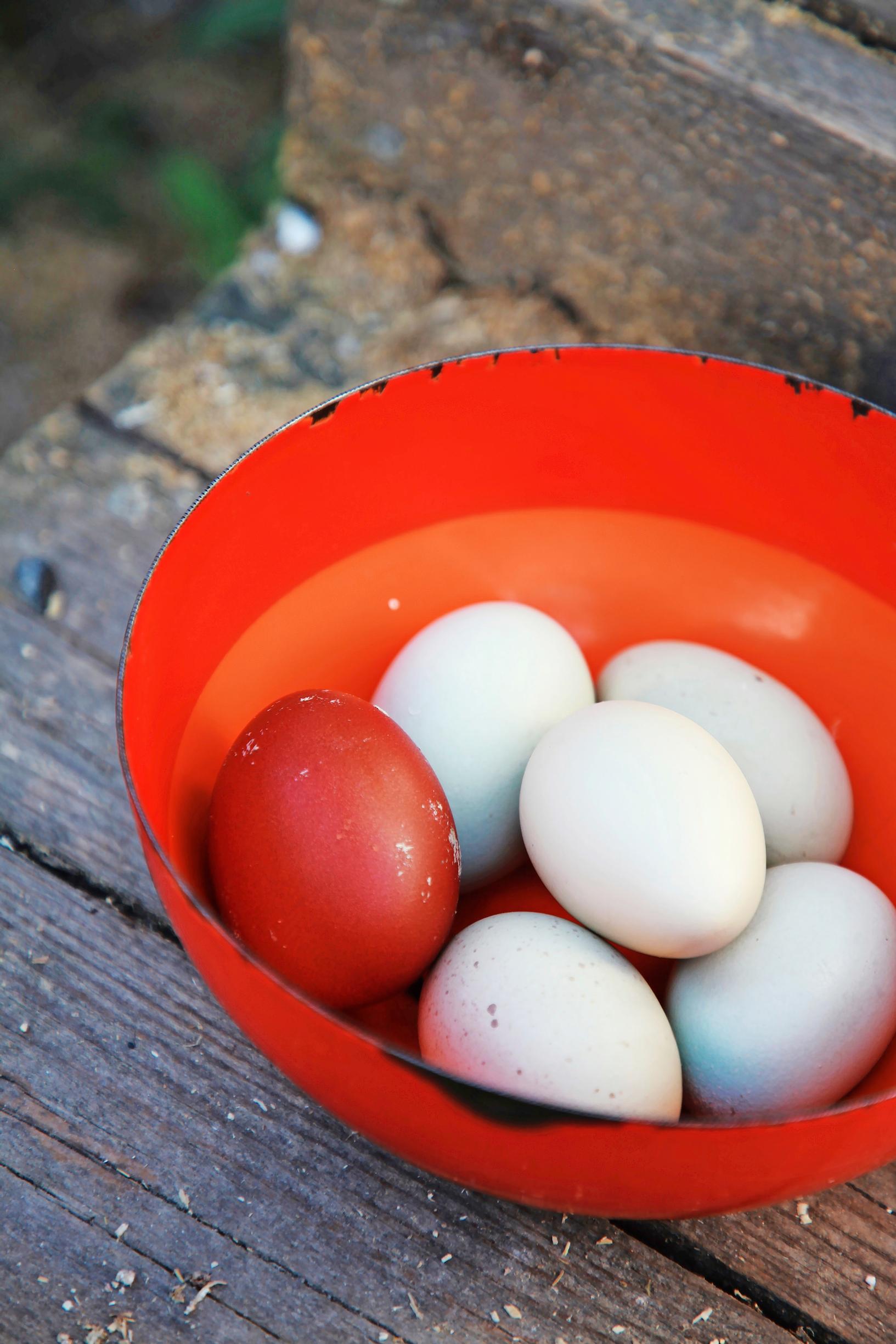 Chicken eggs.