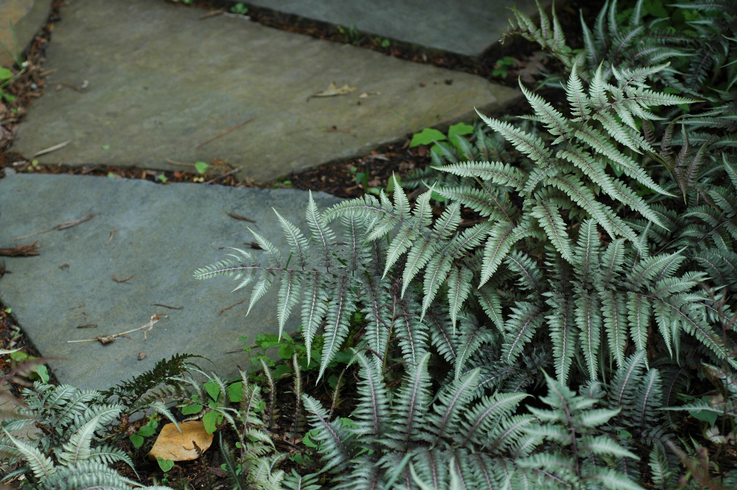 Japanese painted fern