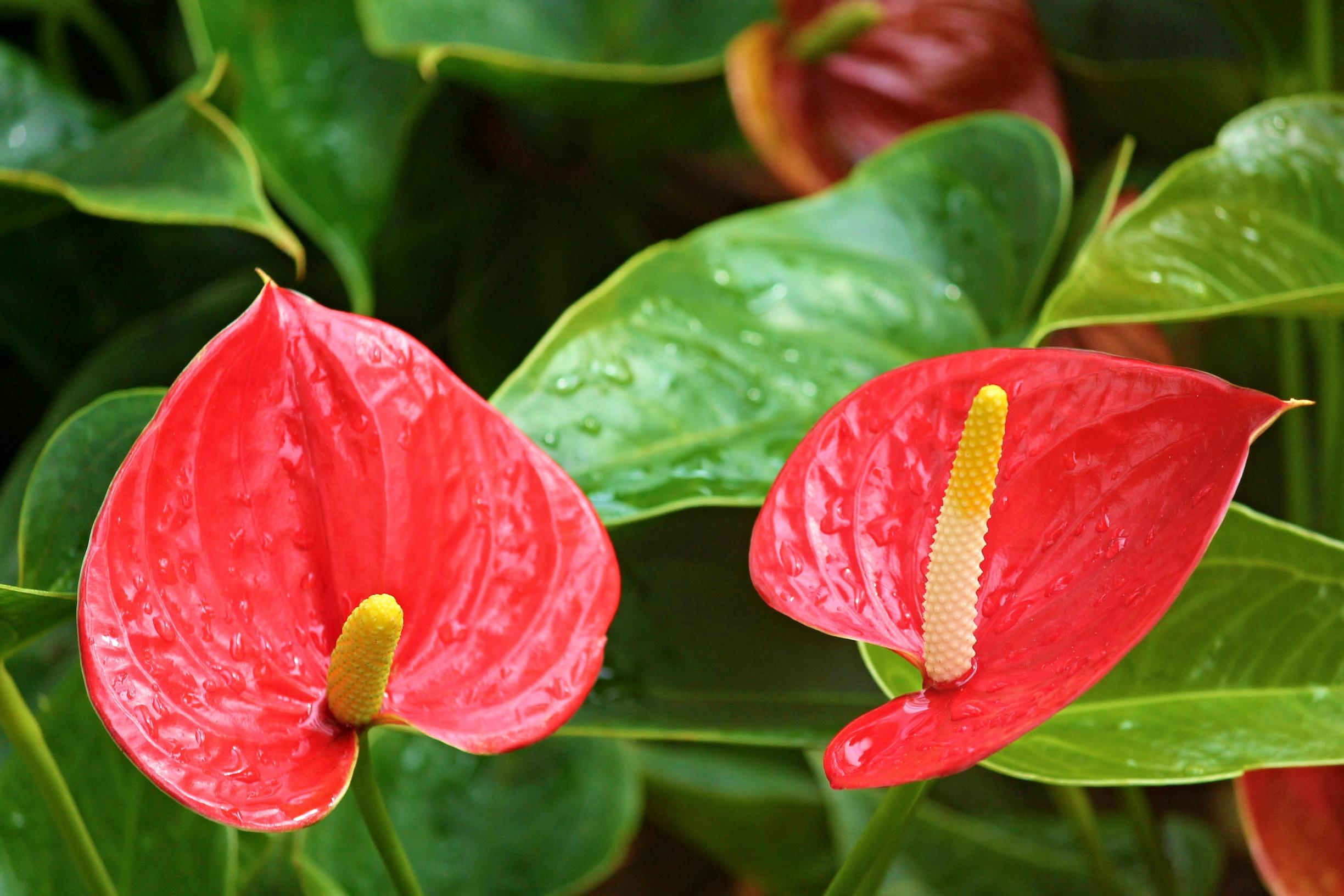 Flamingo flower: bring jungle-like greenery and stunning blooms to your windowsill—tips for anthurium care