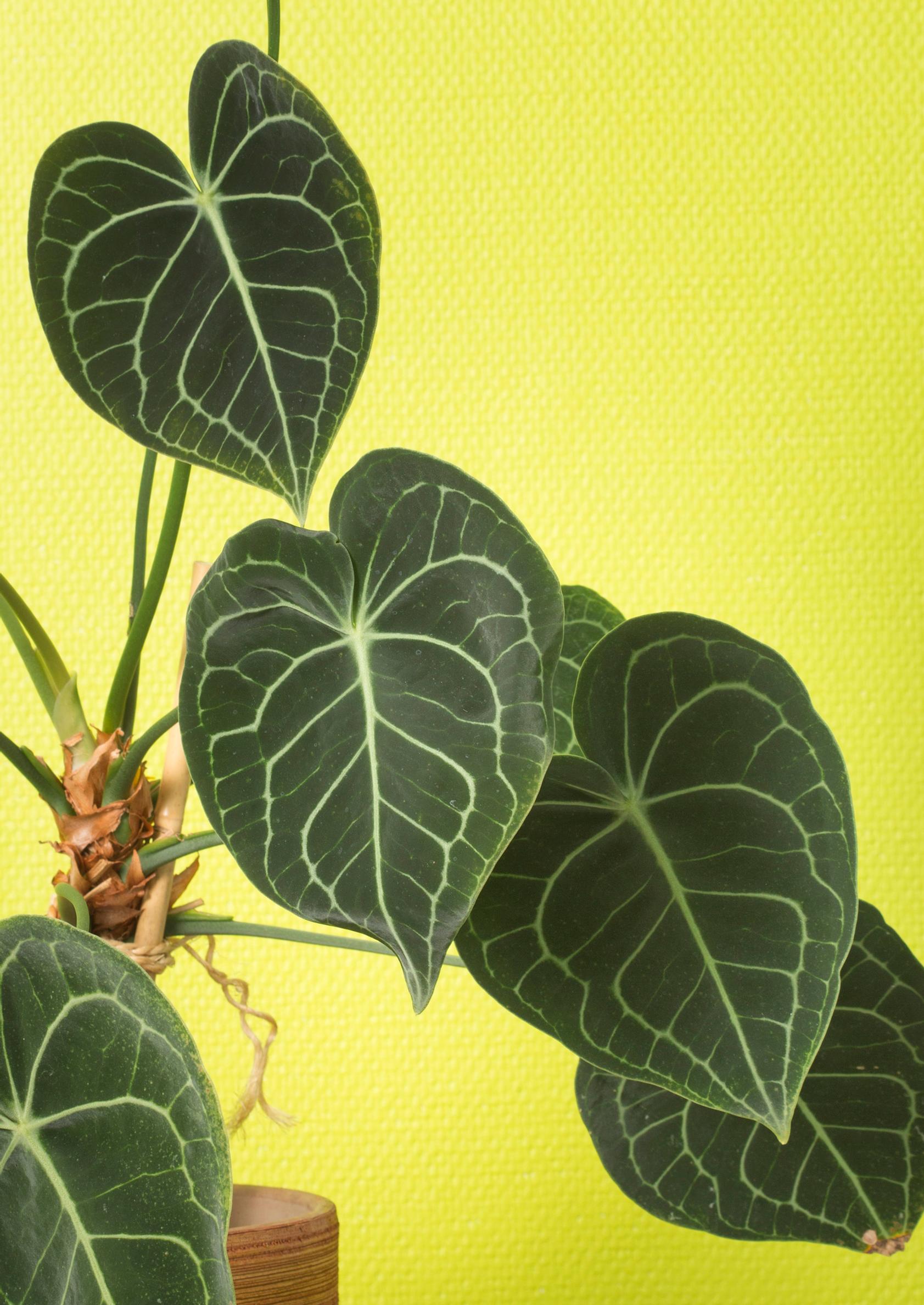 Anthurium magnificum