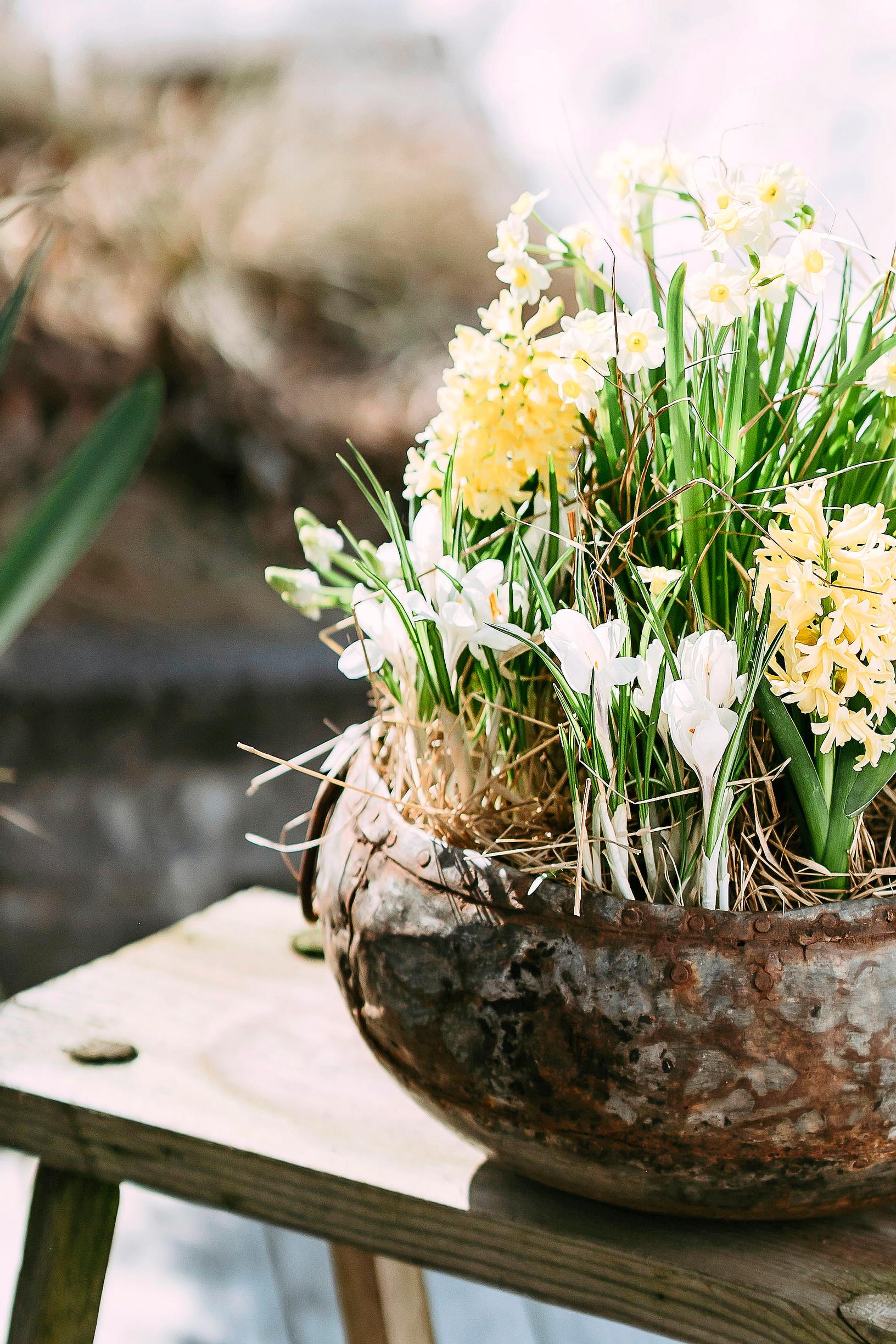 hyacinth arrangement