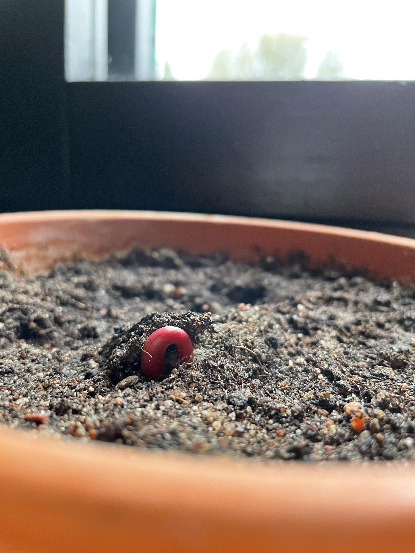 How to plant a mango seed from the fruit: A small mango shoot emerging from the soil