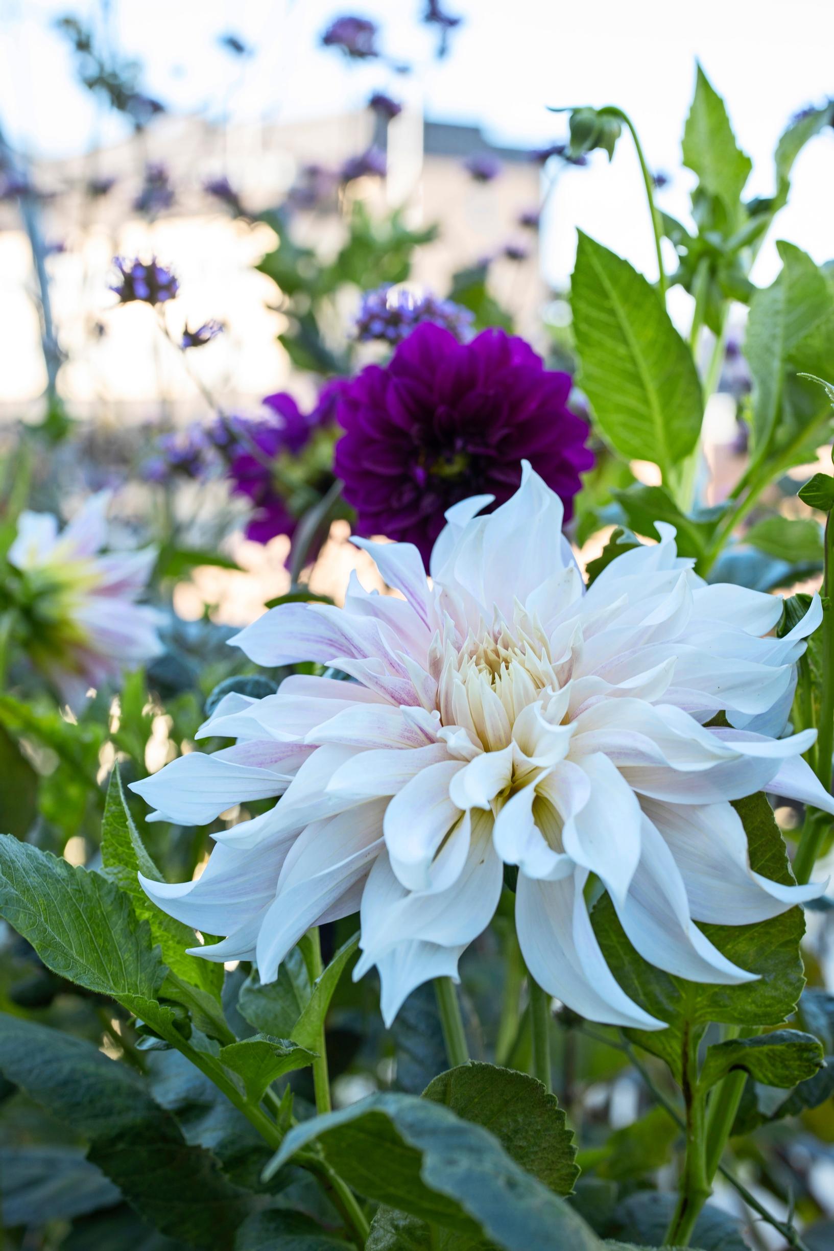 Balcony garden: Light dahlia and purple heritage dahlia