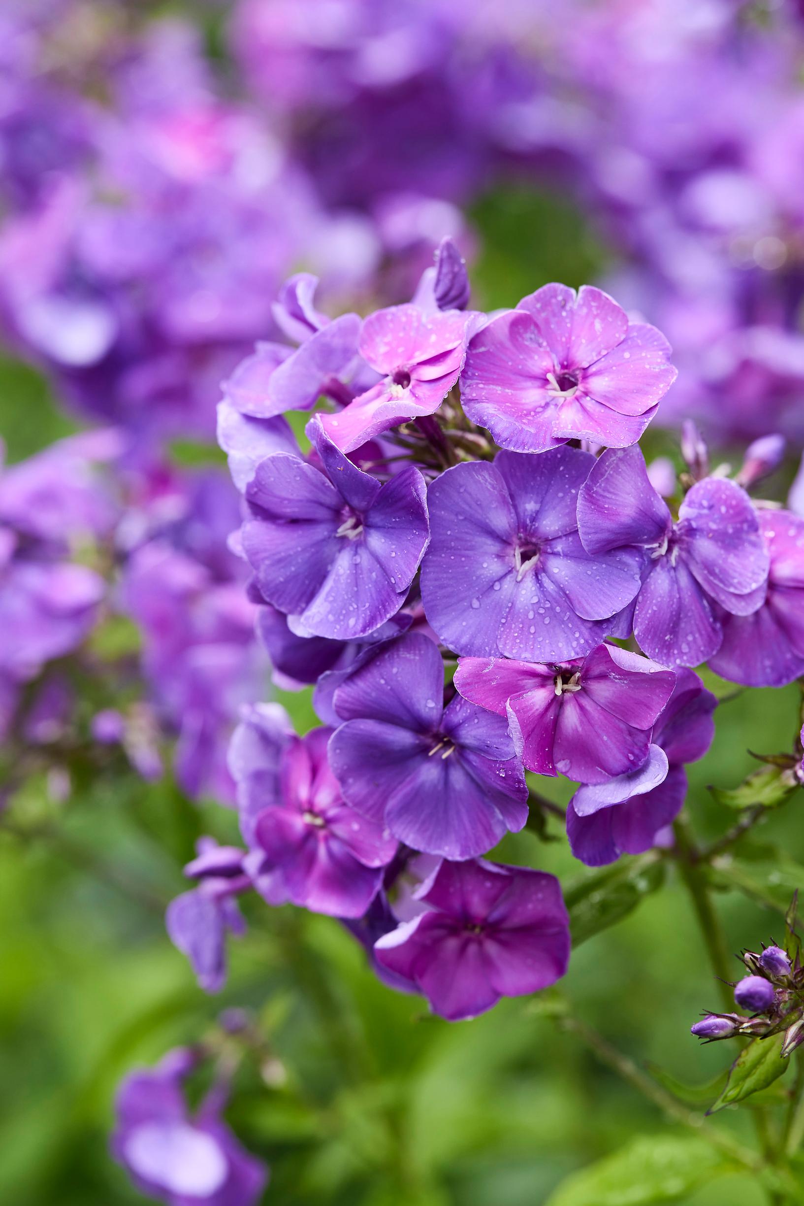phlox ‘Osmo Heikinheimo’