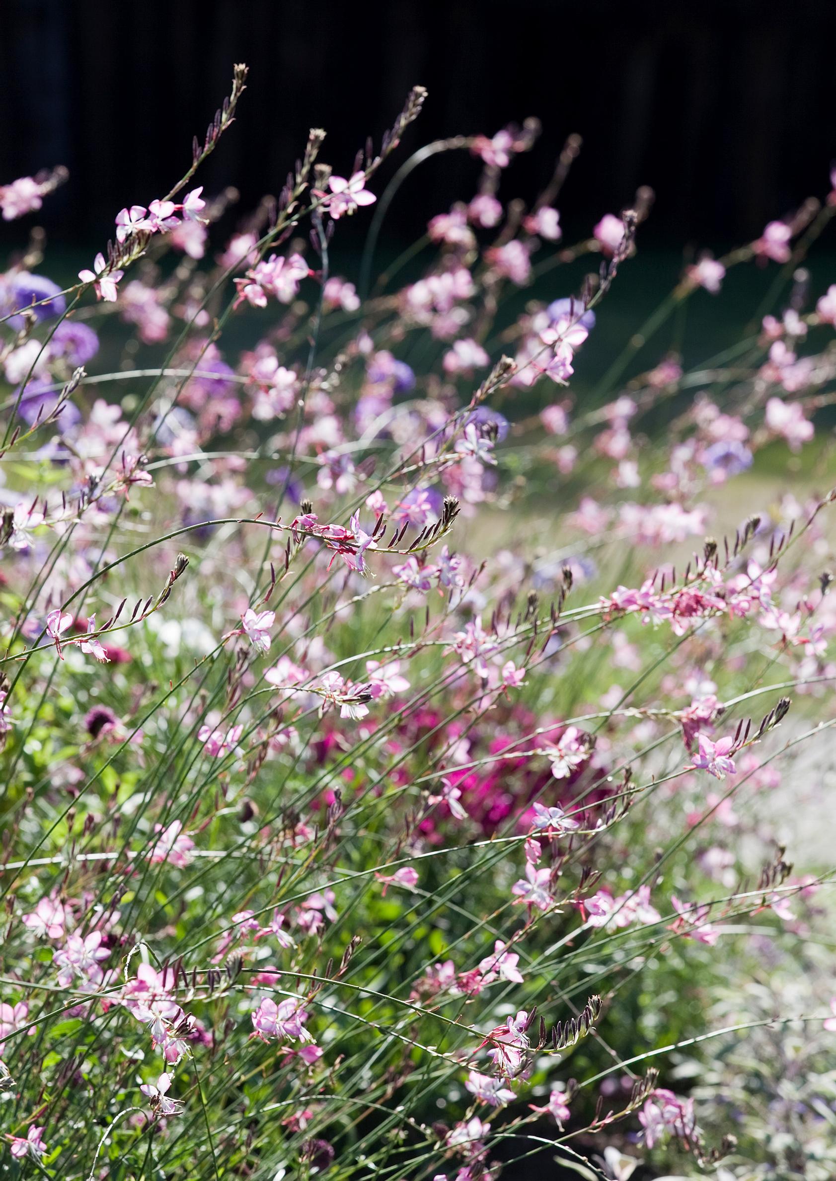 Lindheimer’s beeblossom