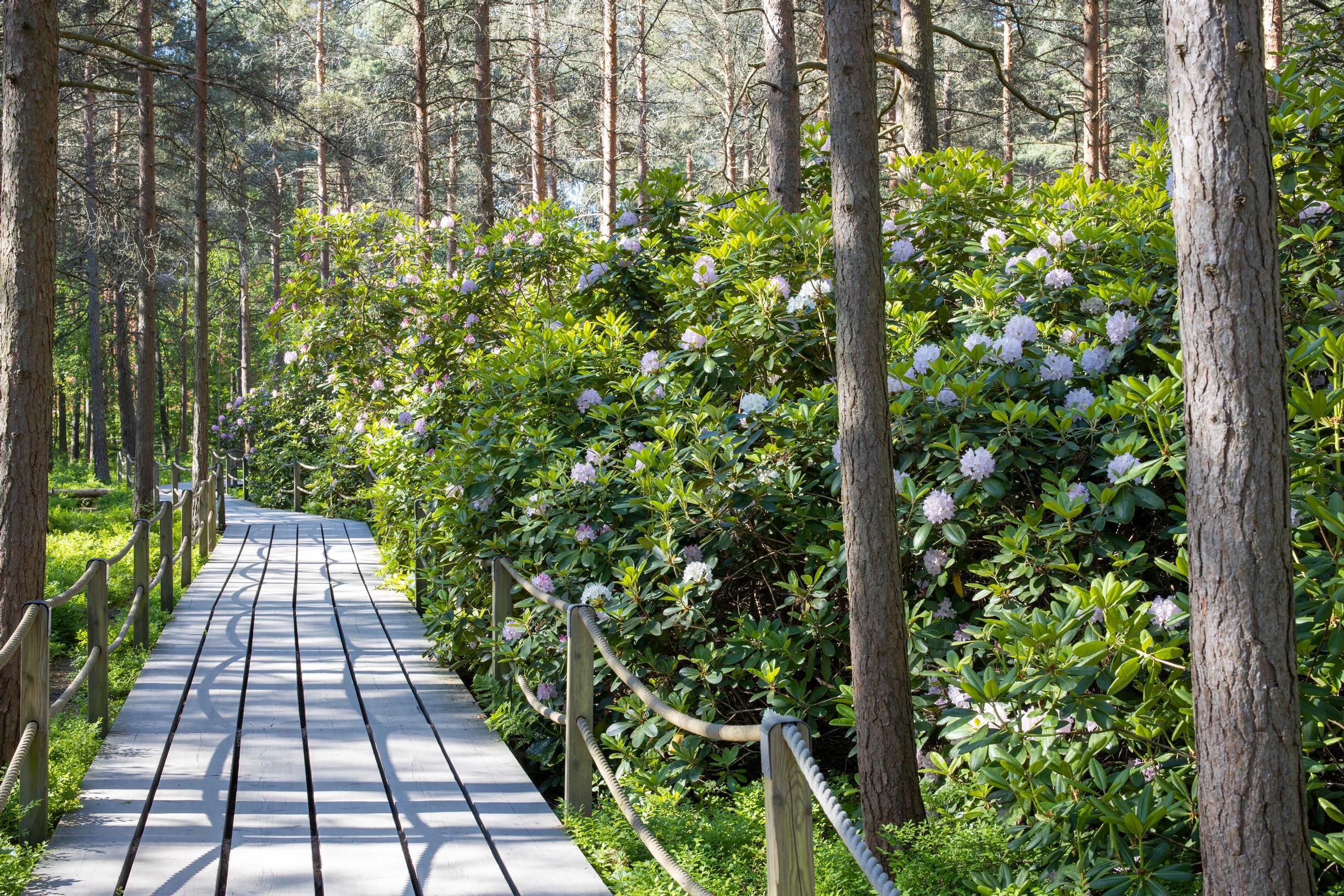 Haaga Rhododendron Park