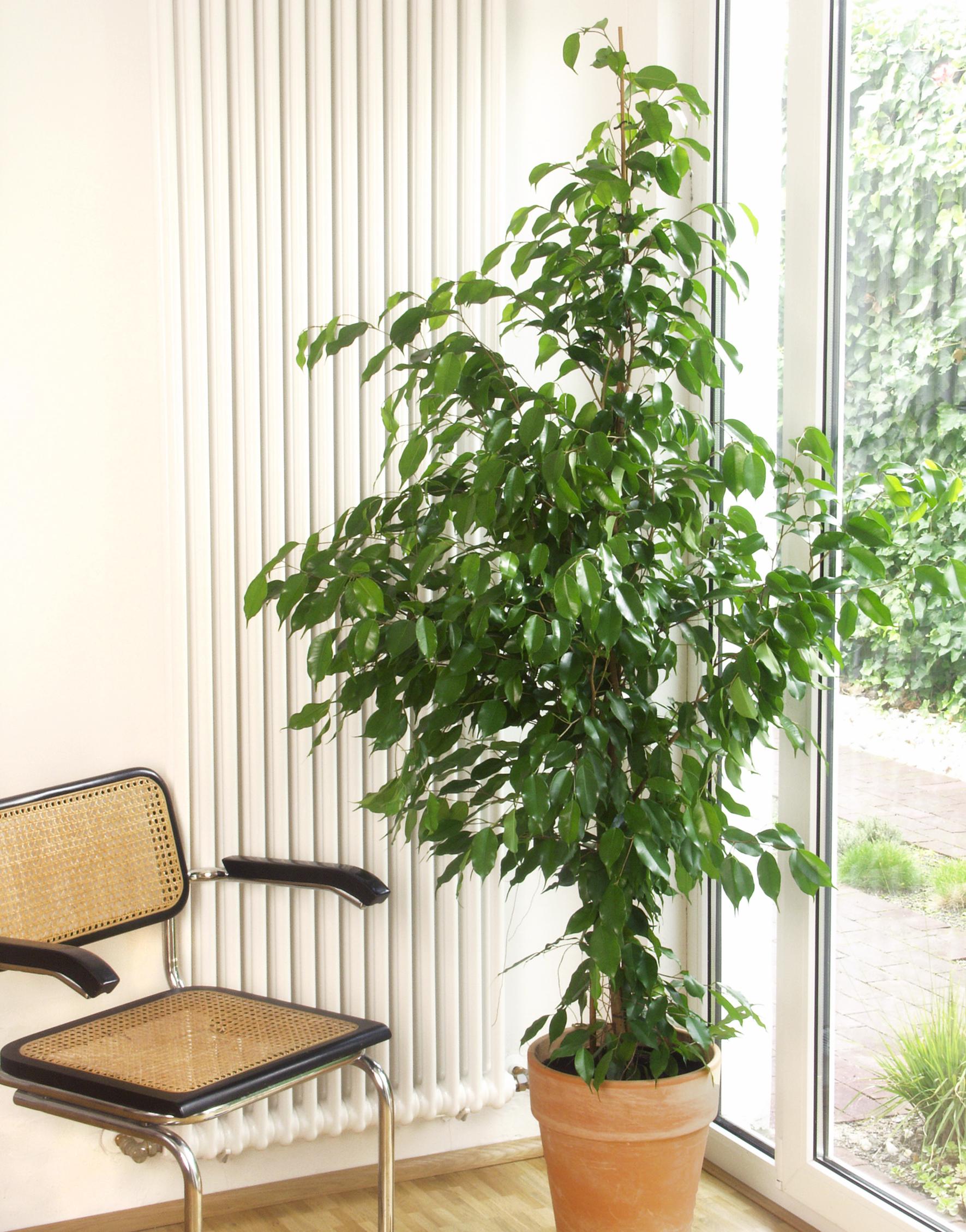 Weeping fig care