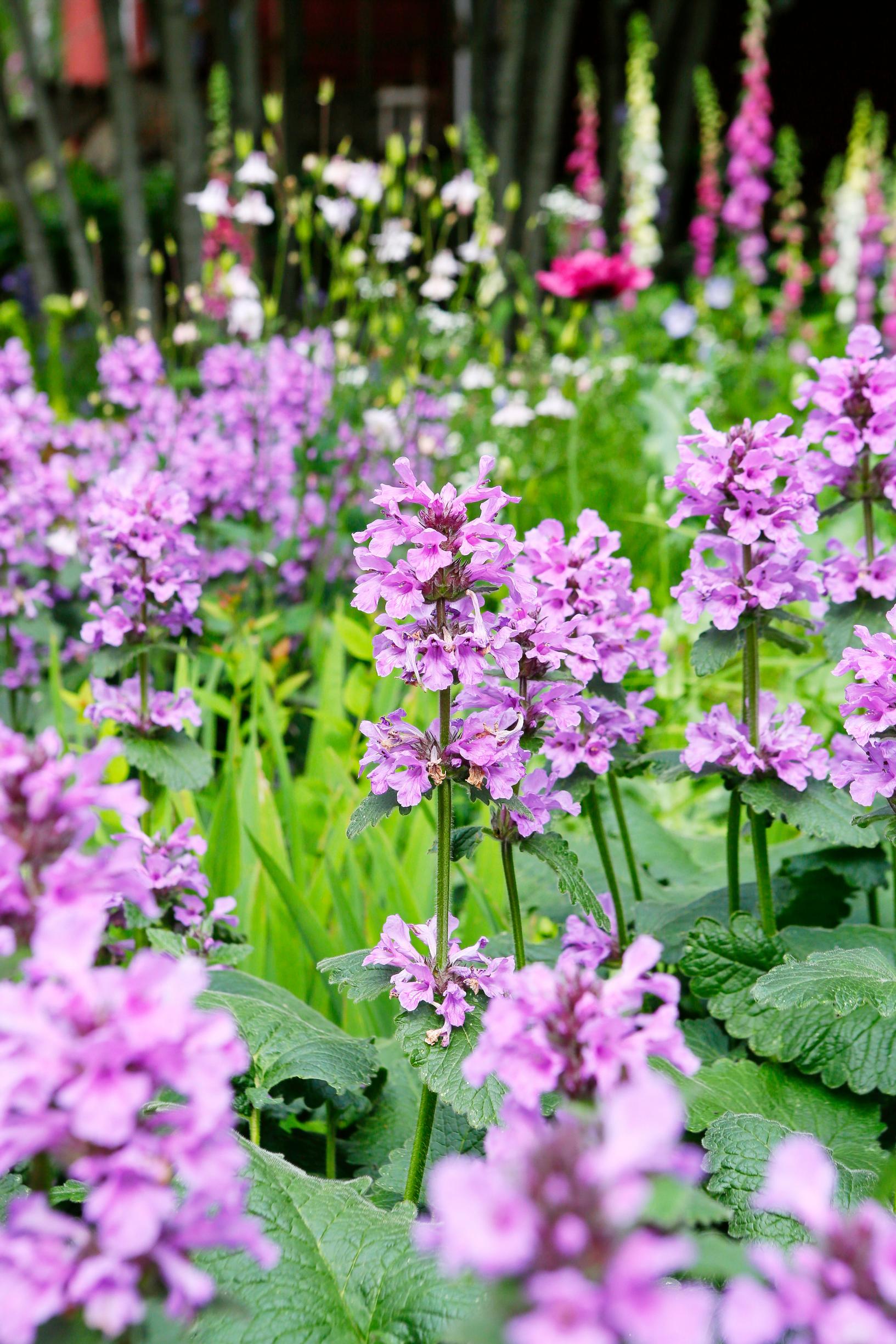 Easy grow perennial flowers