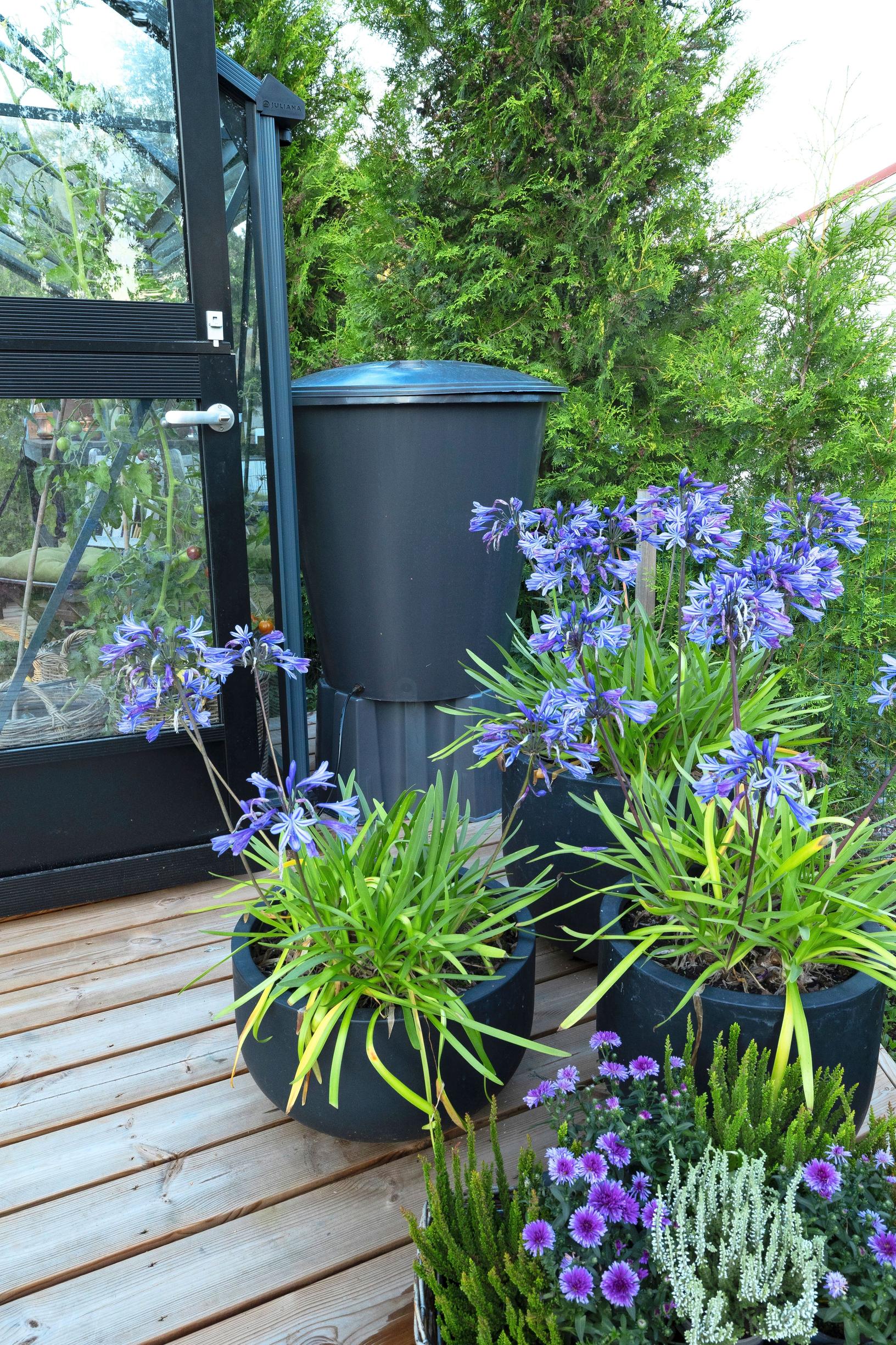 A rain barrel and African lilies in container plantings.