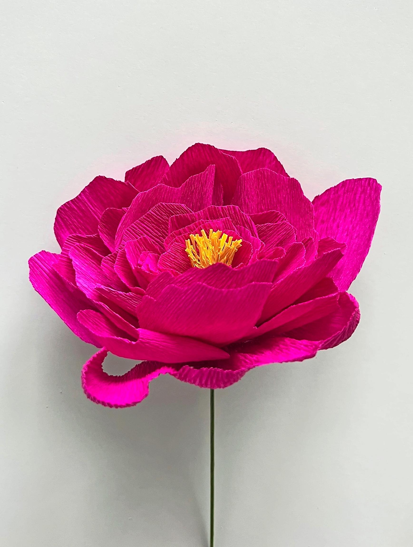 A pink paper peony