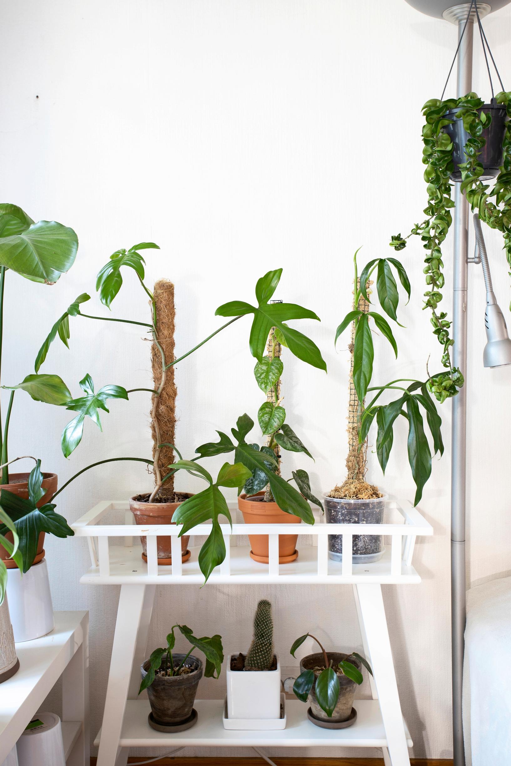 Jerome’s philodendrons are supported by stakes.
