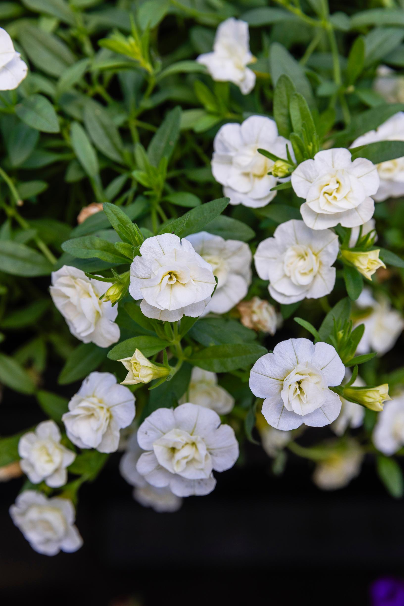 White million bells