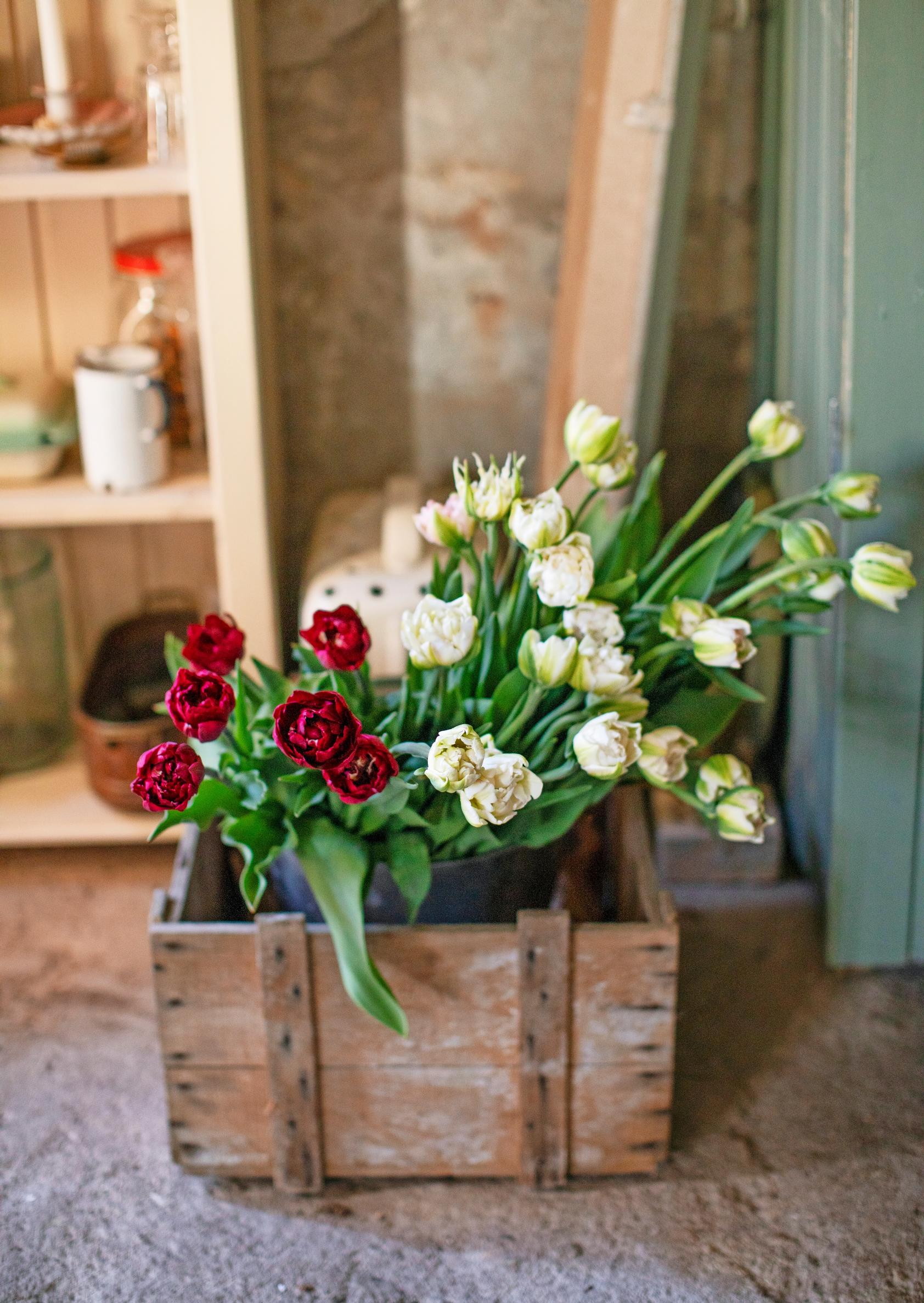 Tulip farming – growing cut tulips: harvest in a wooden crate