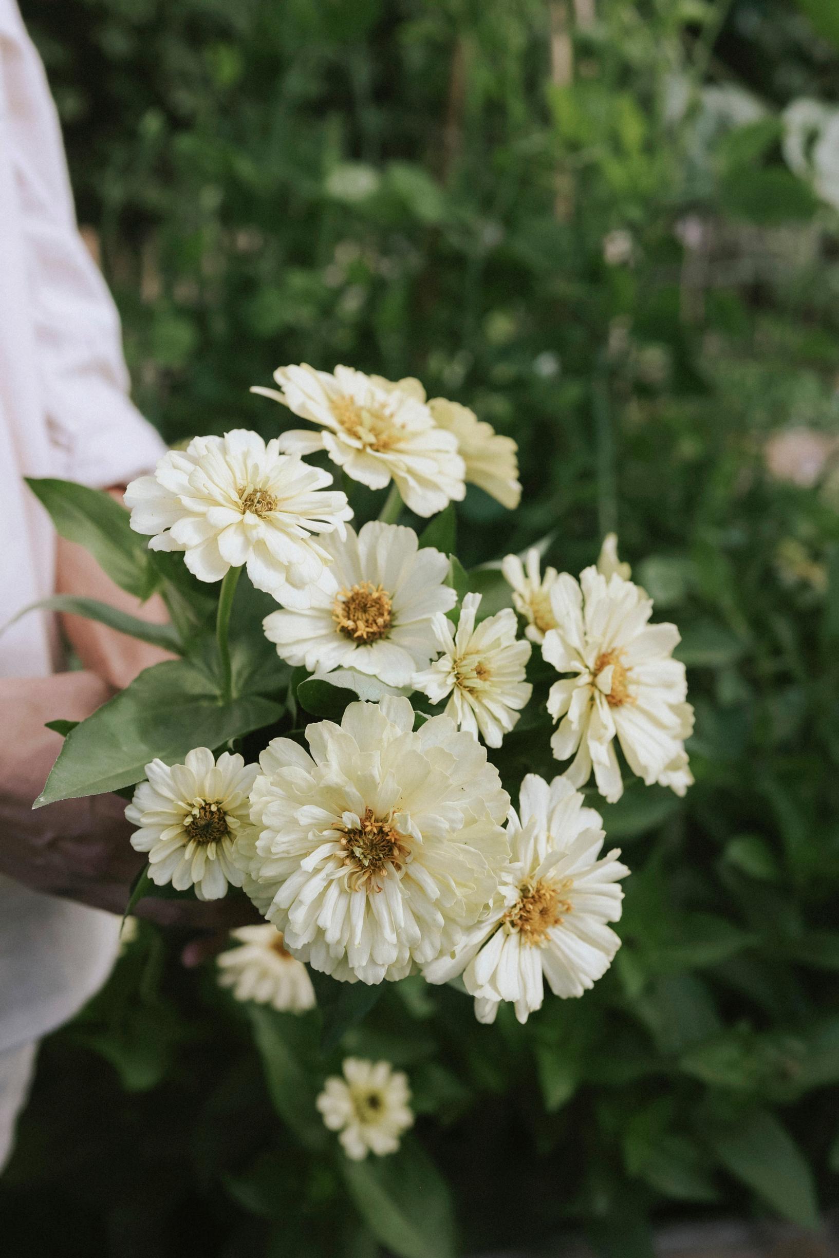 Zinnia is an easy summer flower: elegans zinnia ‘Dreamland Ivory’