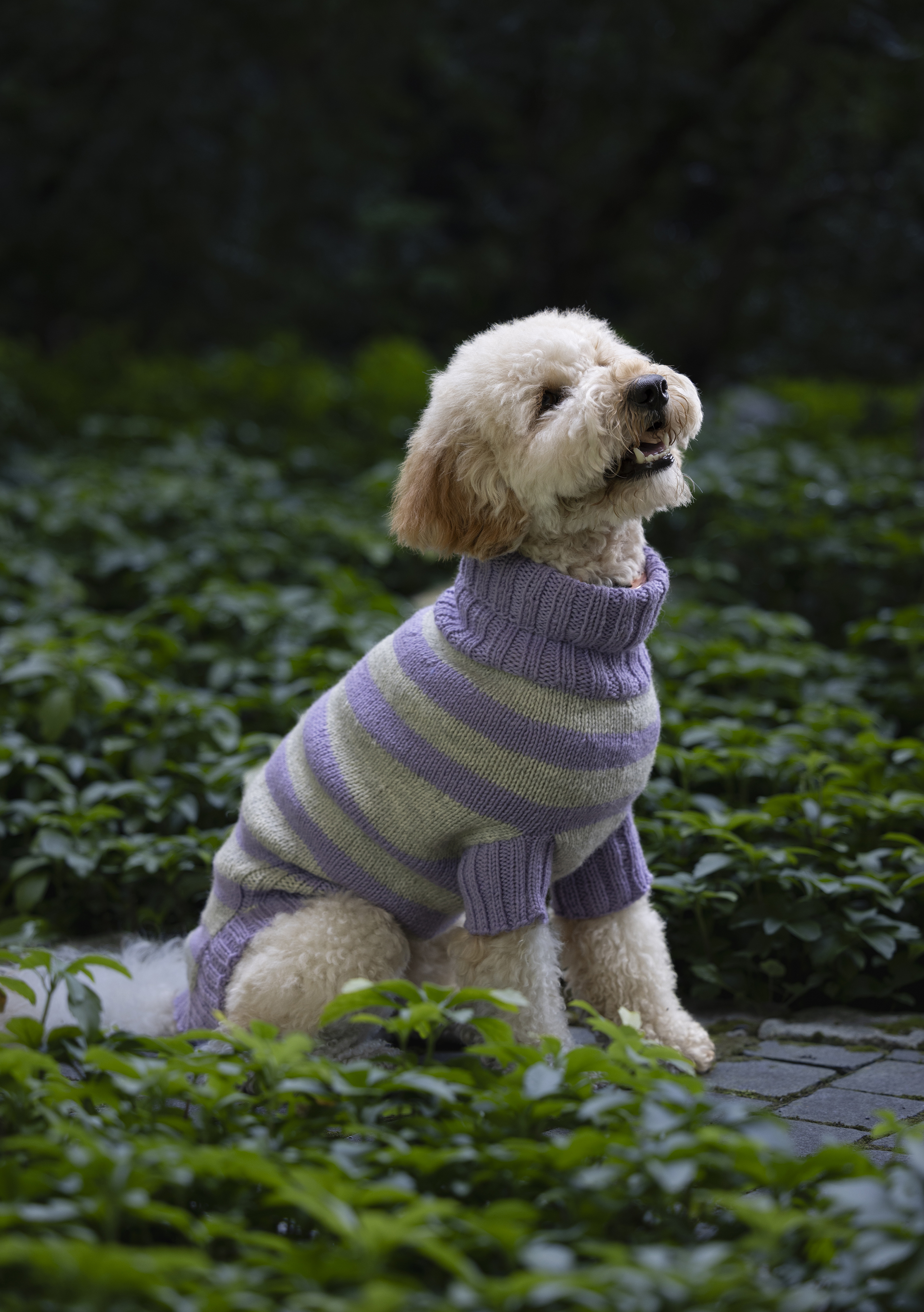 dog sweater extra large Extra Large British Wool Dog Jumper – WAG&WOOL™