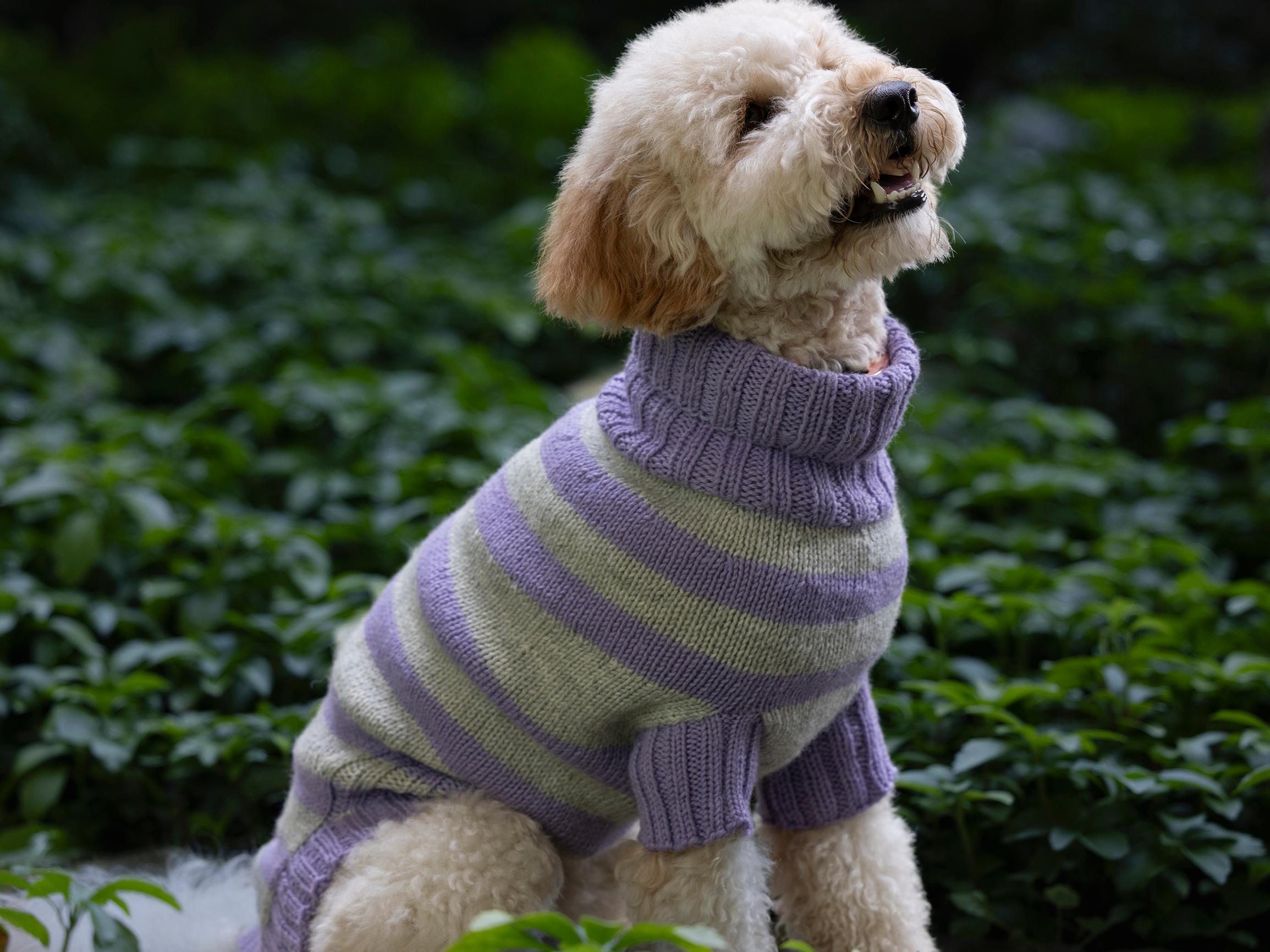 Striped dog sweater: knit a cozy layer for your furry friend