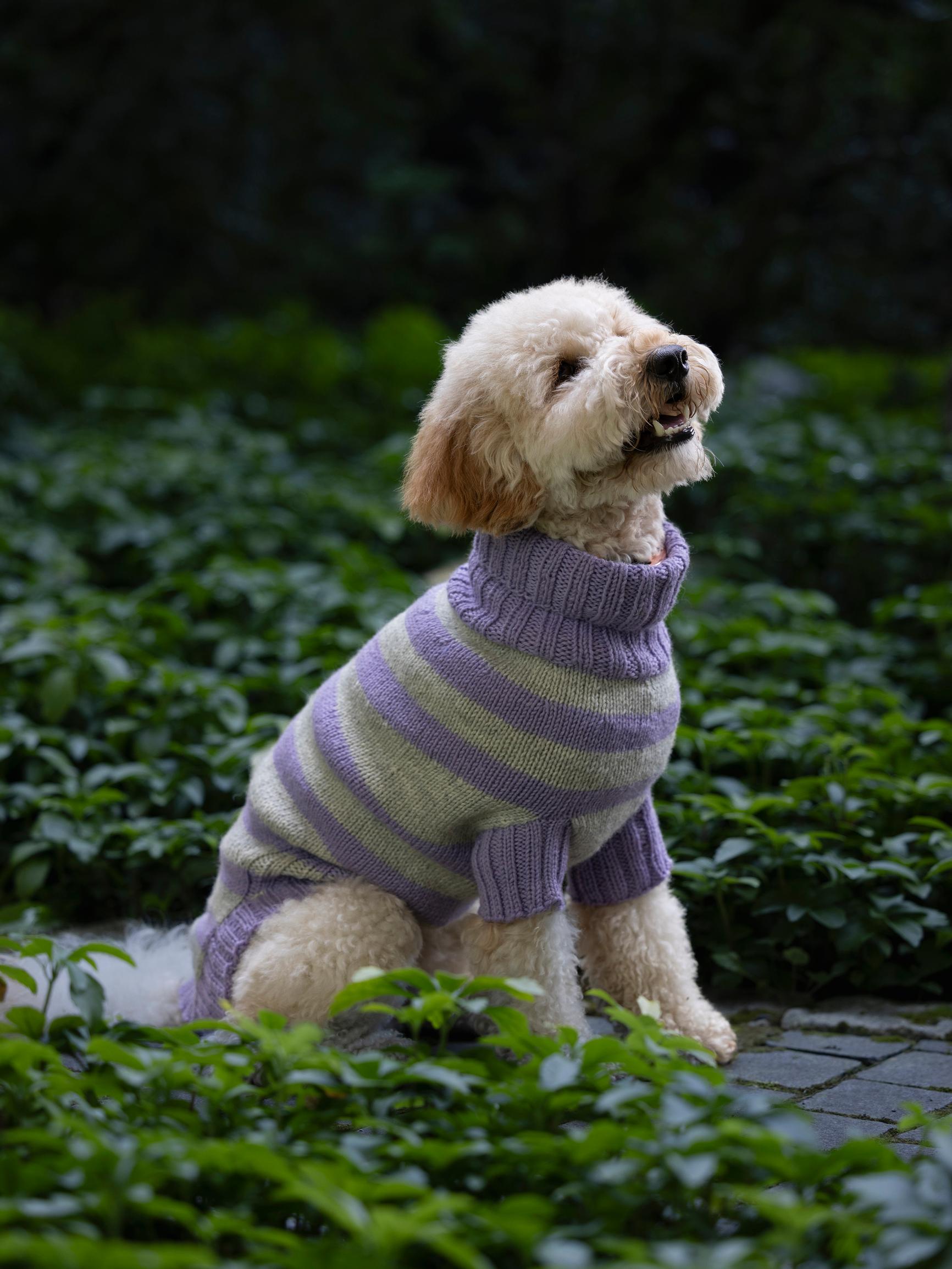 Striped dog sweater: knit a cozy layer for your furry friend