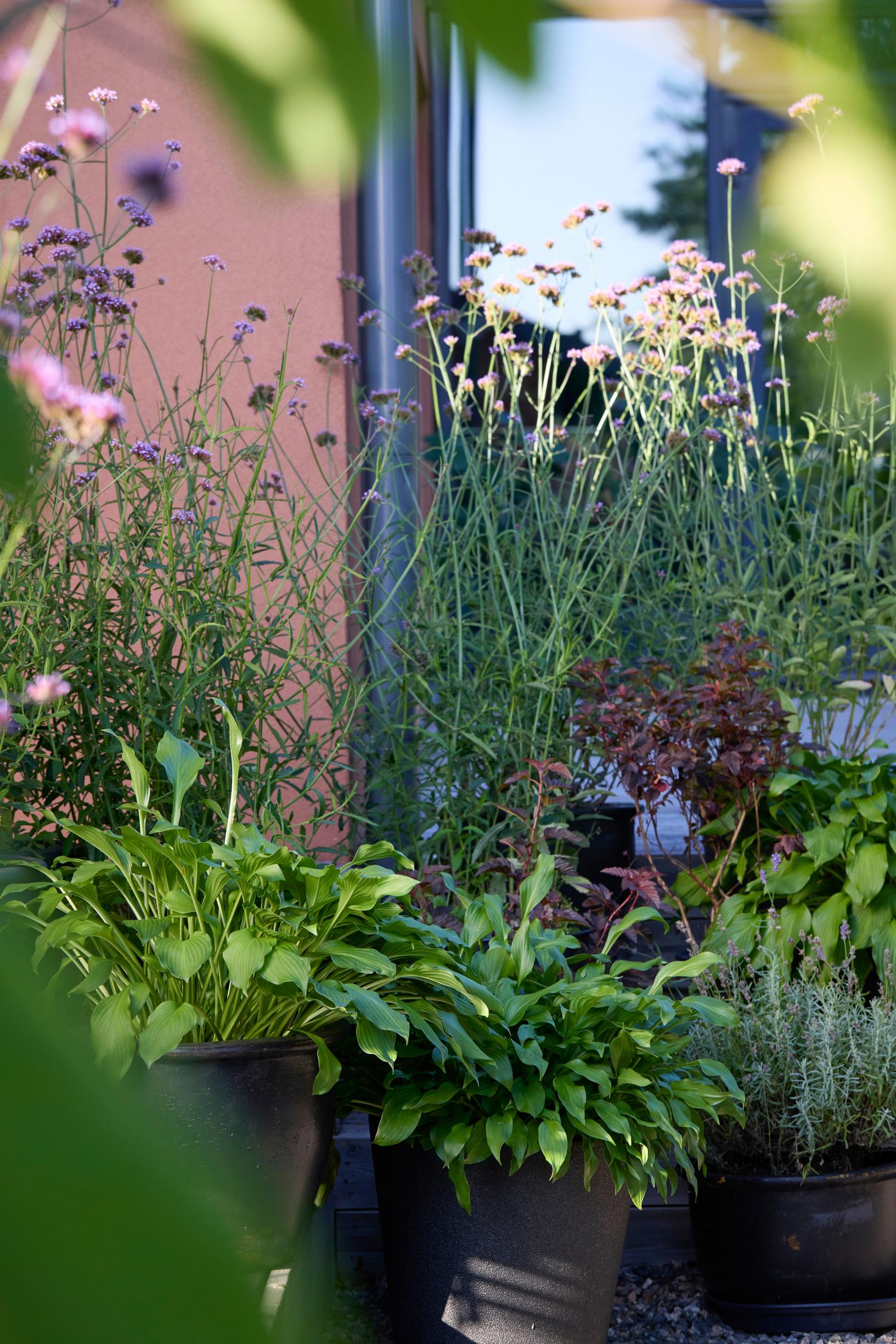 Pots and plants on the terrace.
