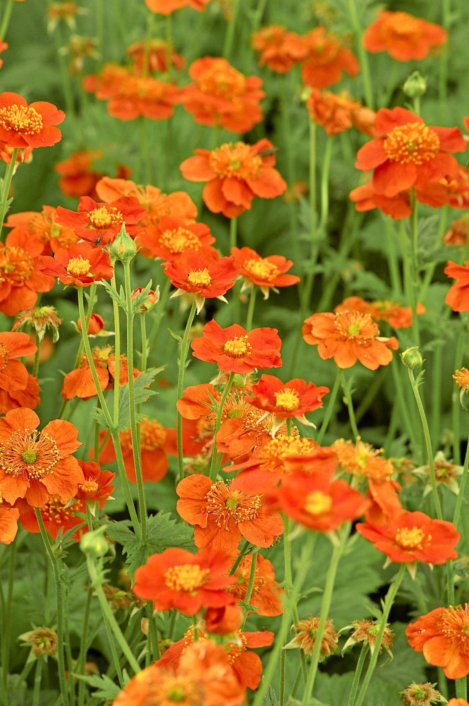 Easy grow perennial flowers