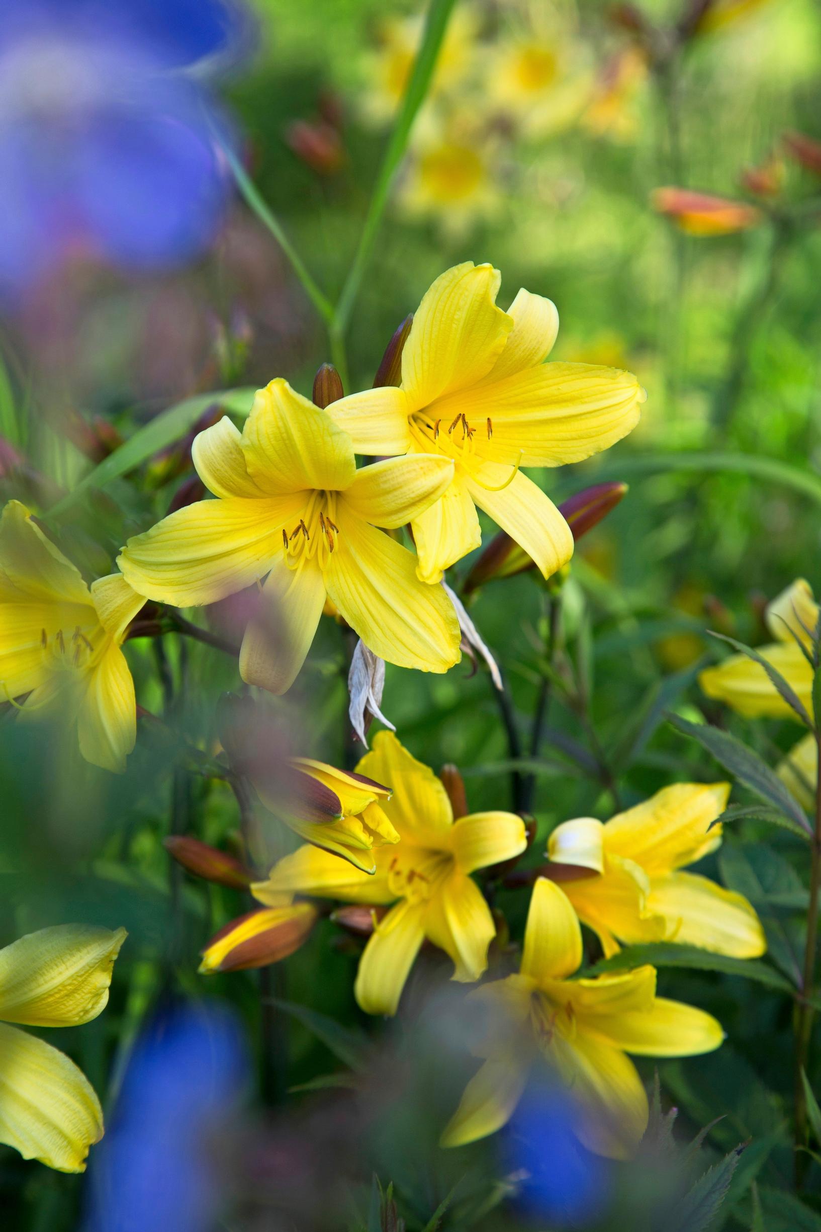 Easy grow perennial flowers