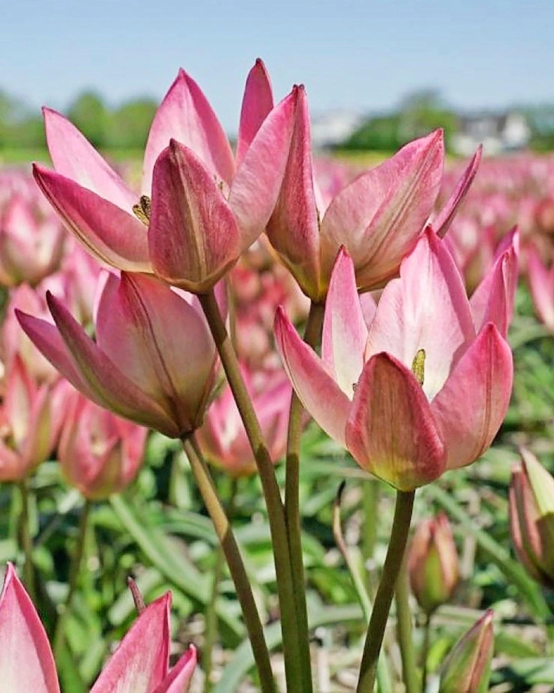 Multiflowering tulips: tulip ‘Danique’
