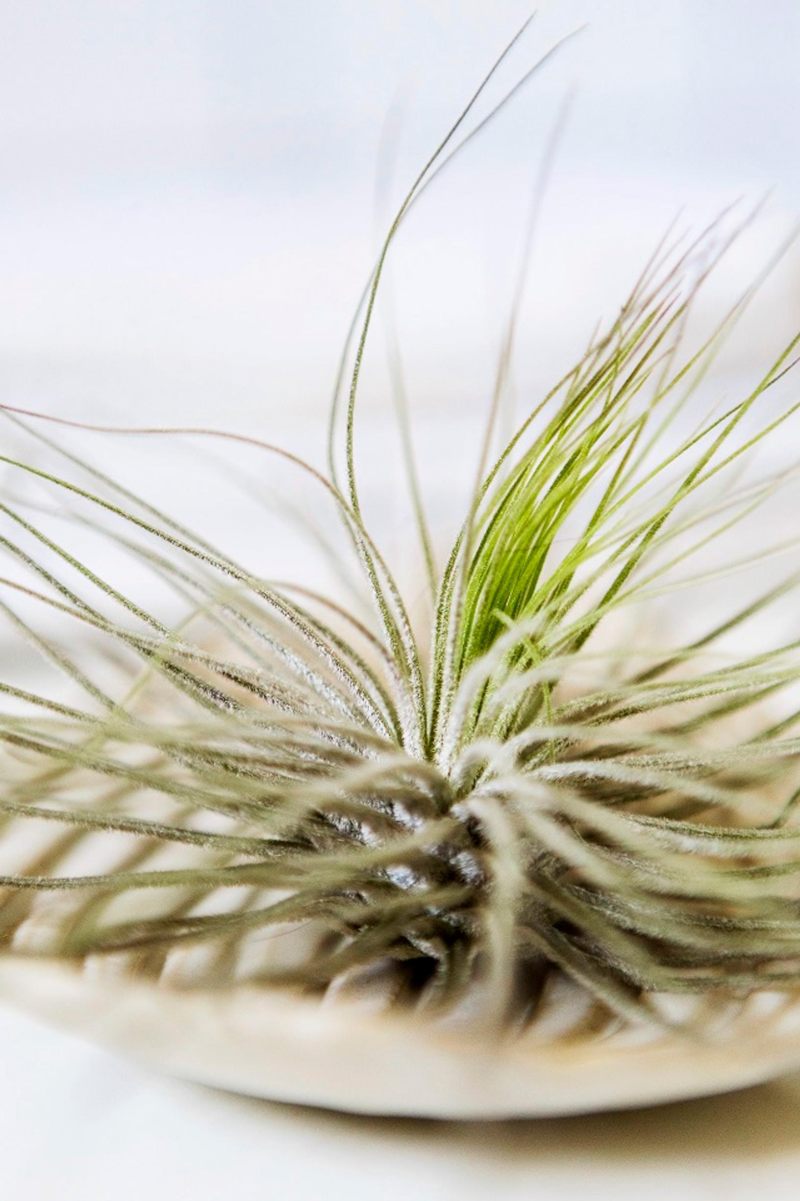 air plants care