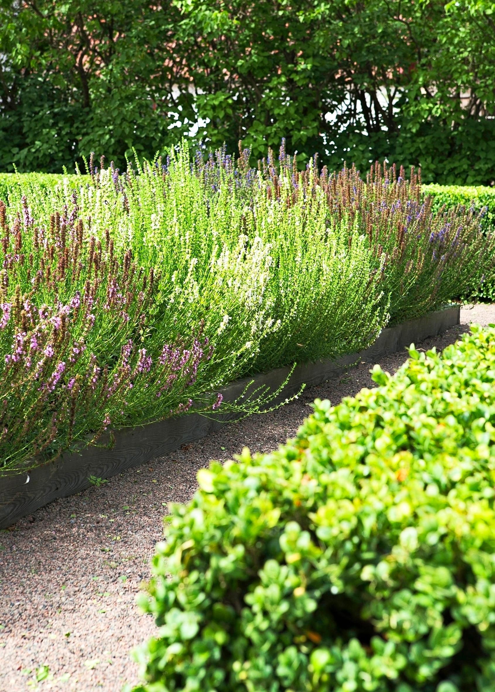 Easy grow perennial flowers