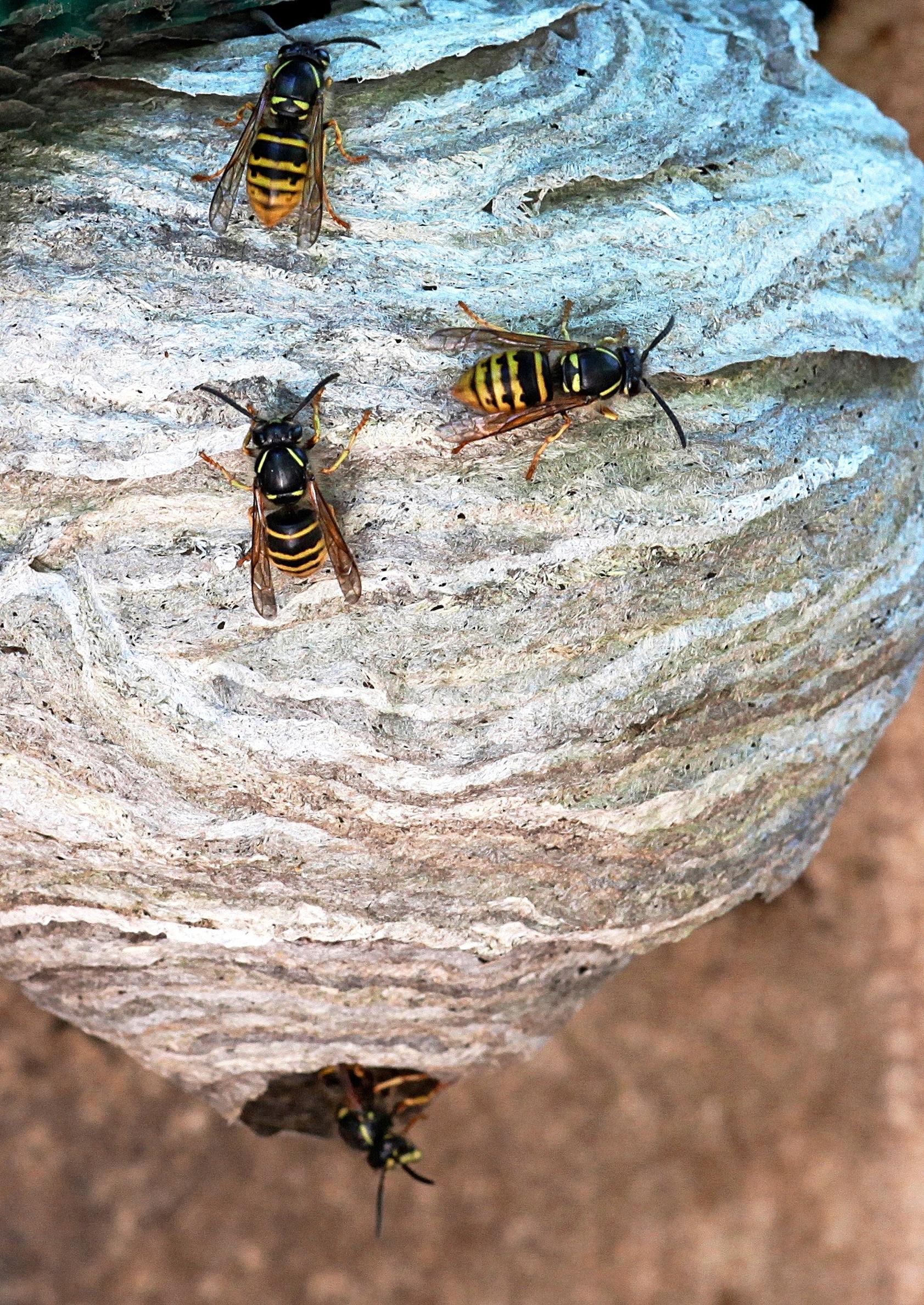 several wasps on top of a wasp nest