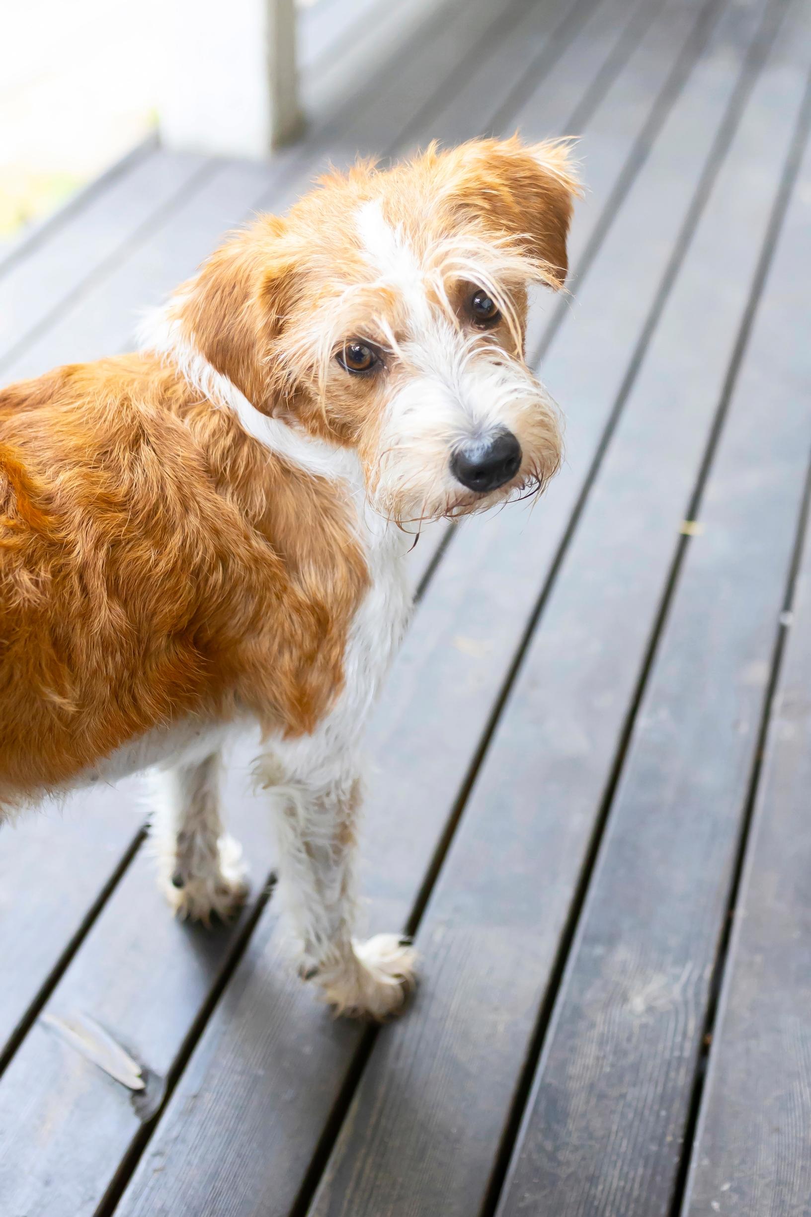 A small dog looking into the camera on a wooden terrace.