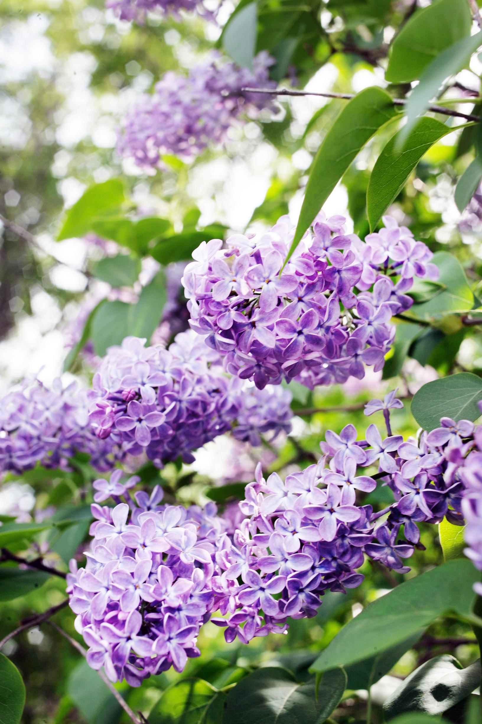 Lilac care: Purple Lilac Blossoms