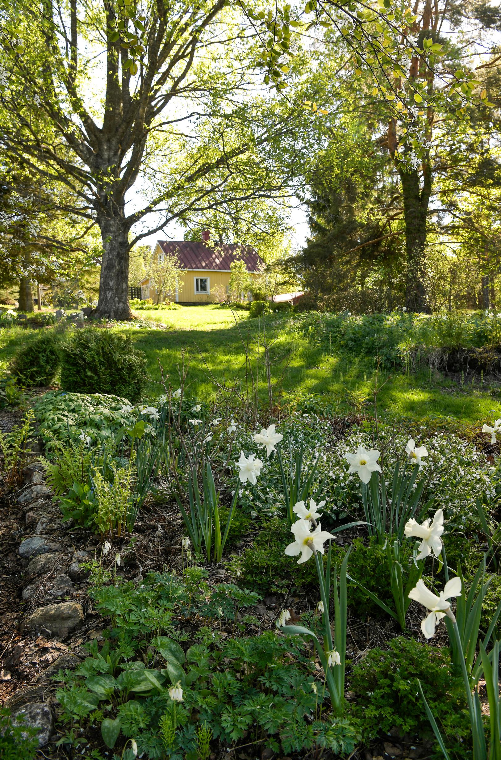 Daffodils in the garden