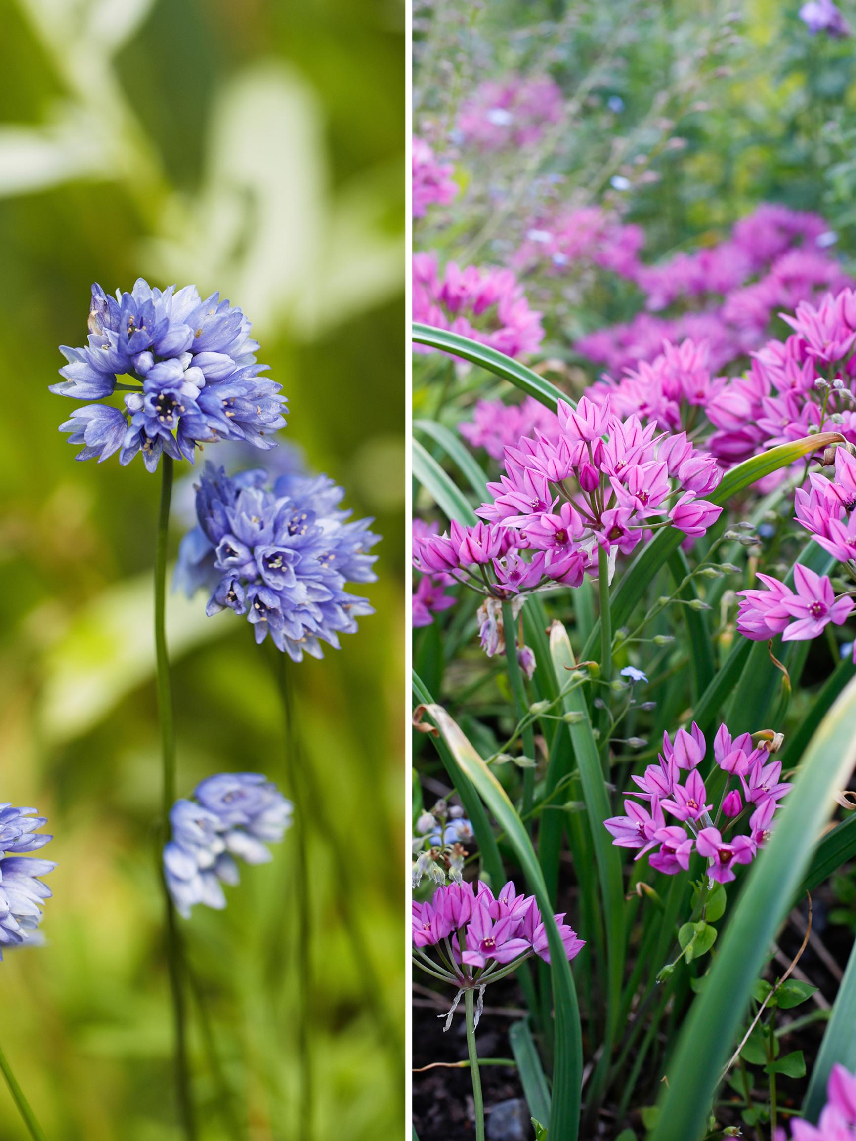 Not all alliums tower overhead: 12 short, super-cute varieties to plant now