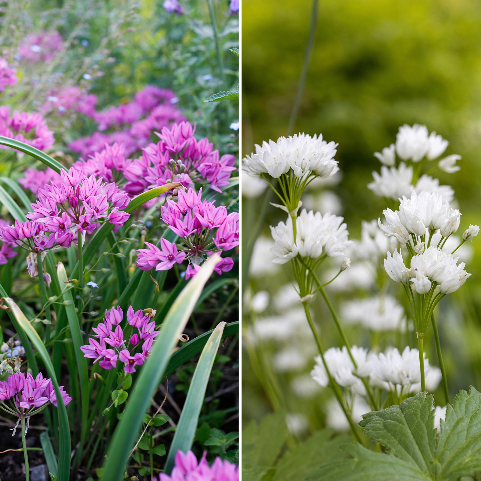 Not all alliums tower overhead: 12 short, super-cute varieties to plant now