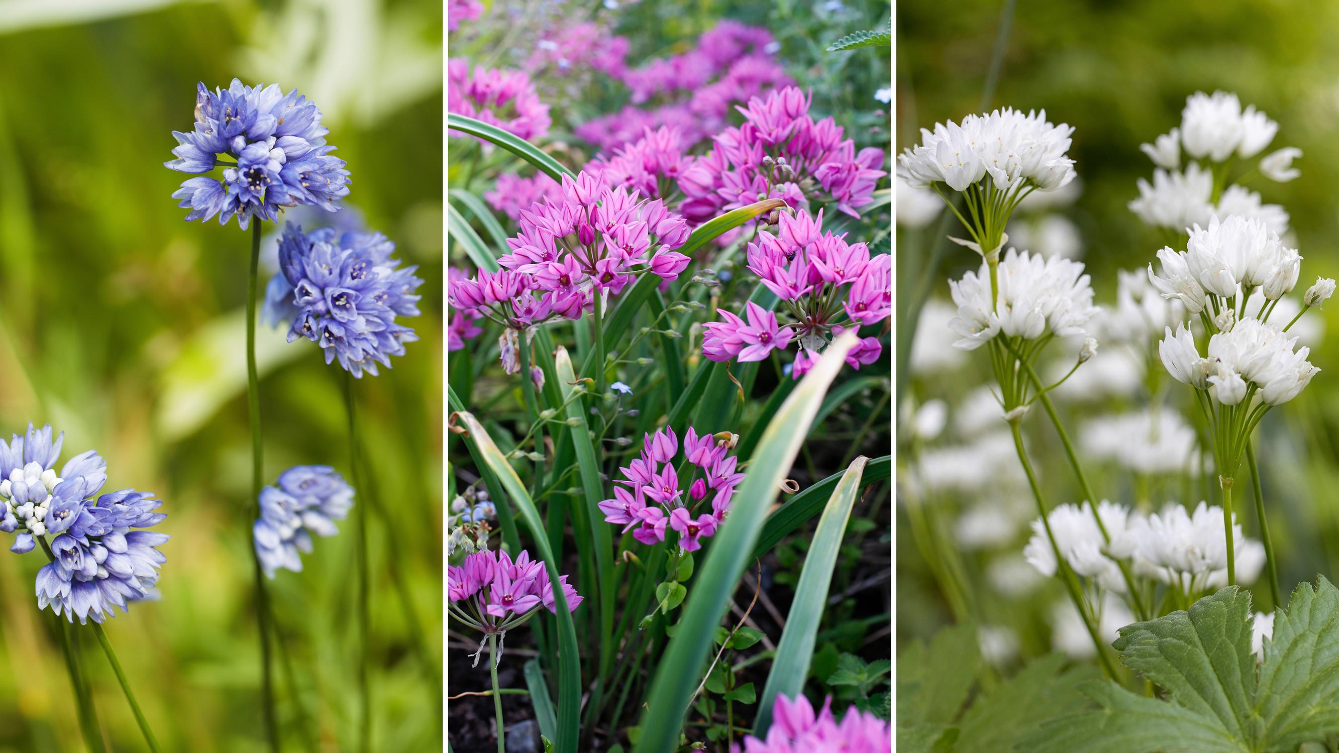 Not all alliums tower overhead: 12 short, super-cute varieties to plant now