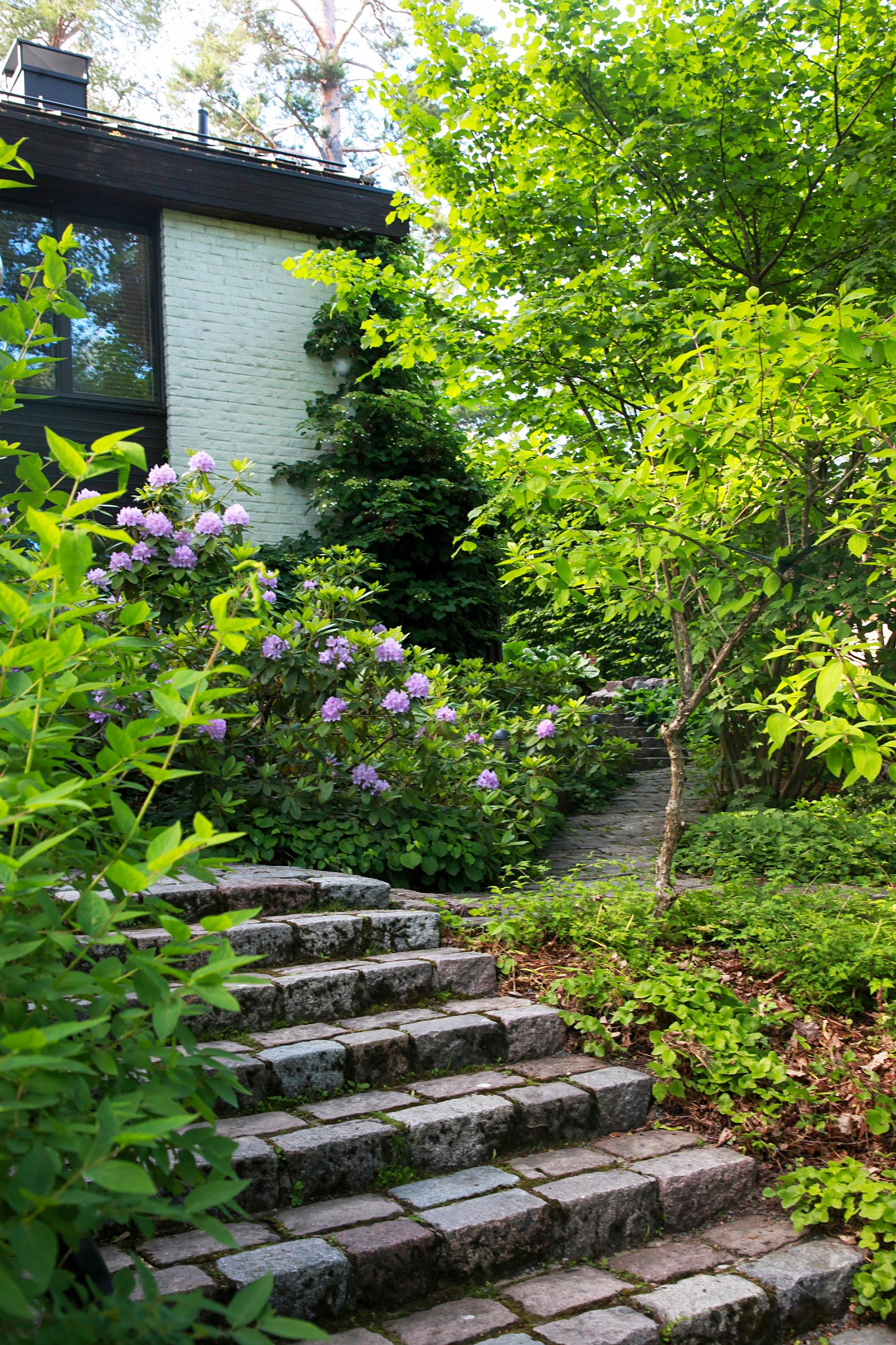 The garden steps are in the foreground. In the background is a white brick house with a blooming rhododendron in front.