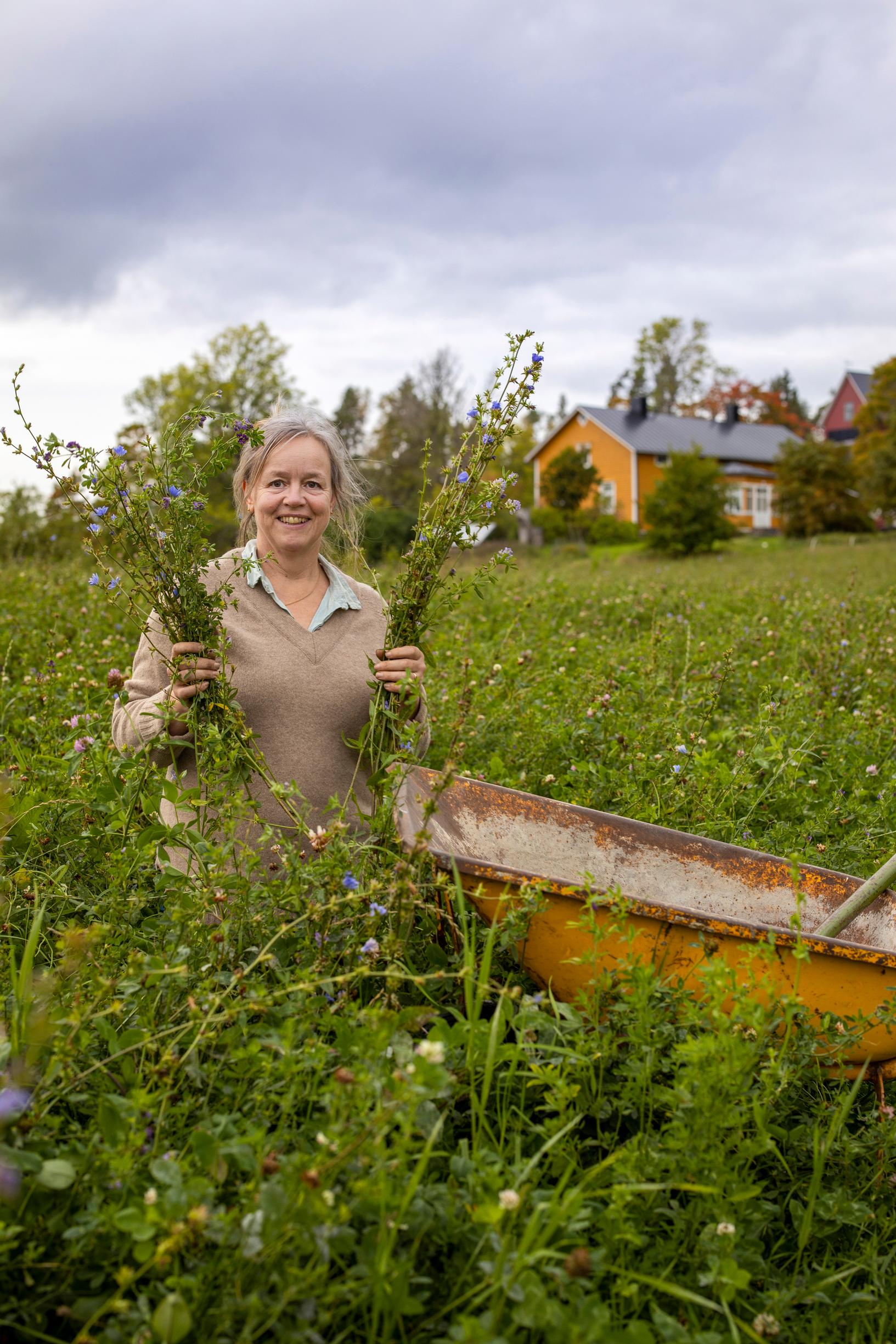 green manure crops in the vegetable garden
