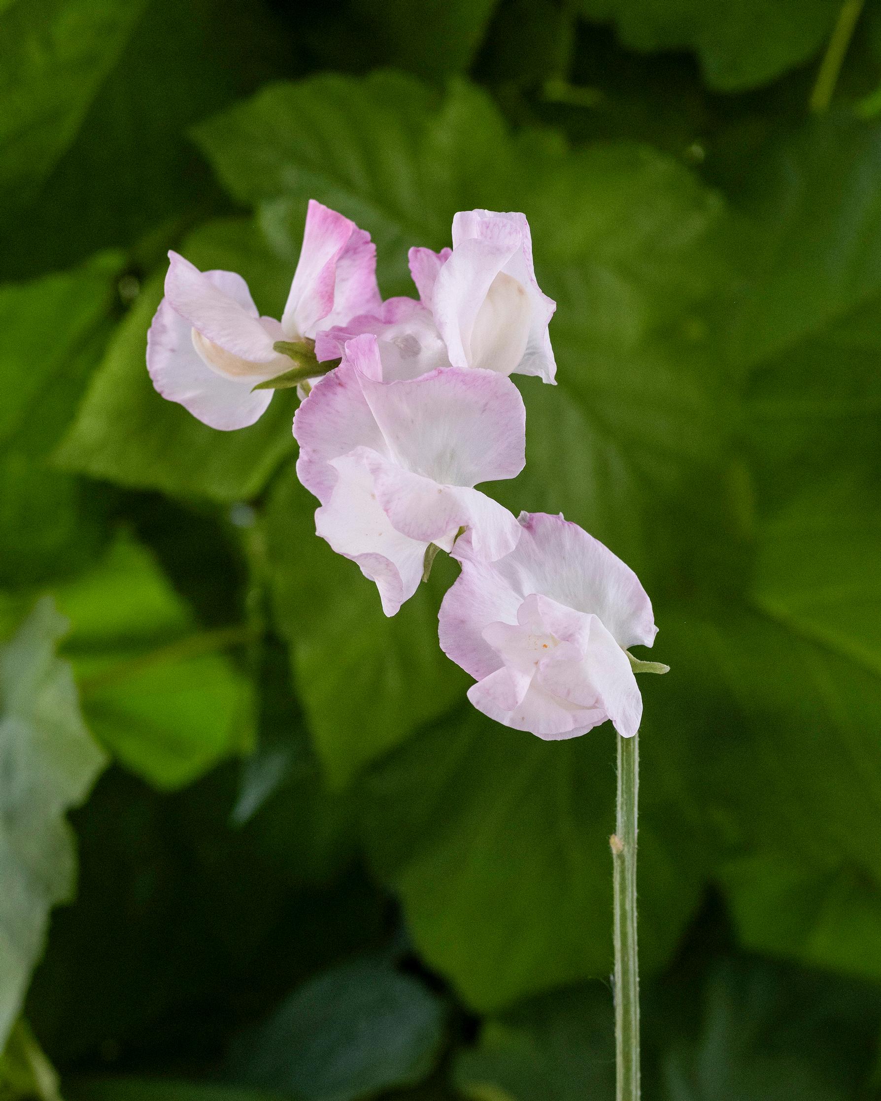 Sweet pea 'High Society'.