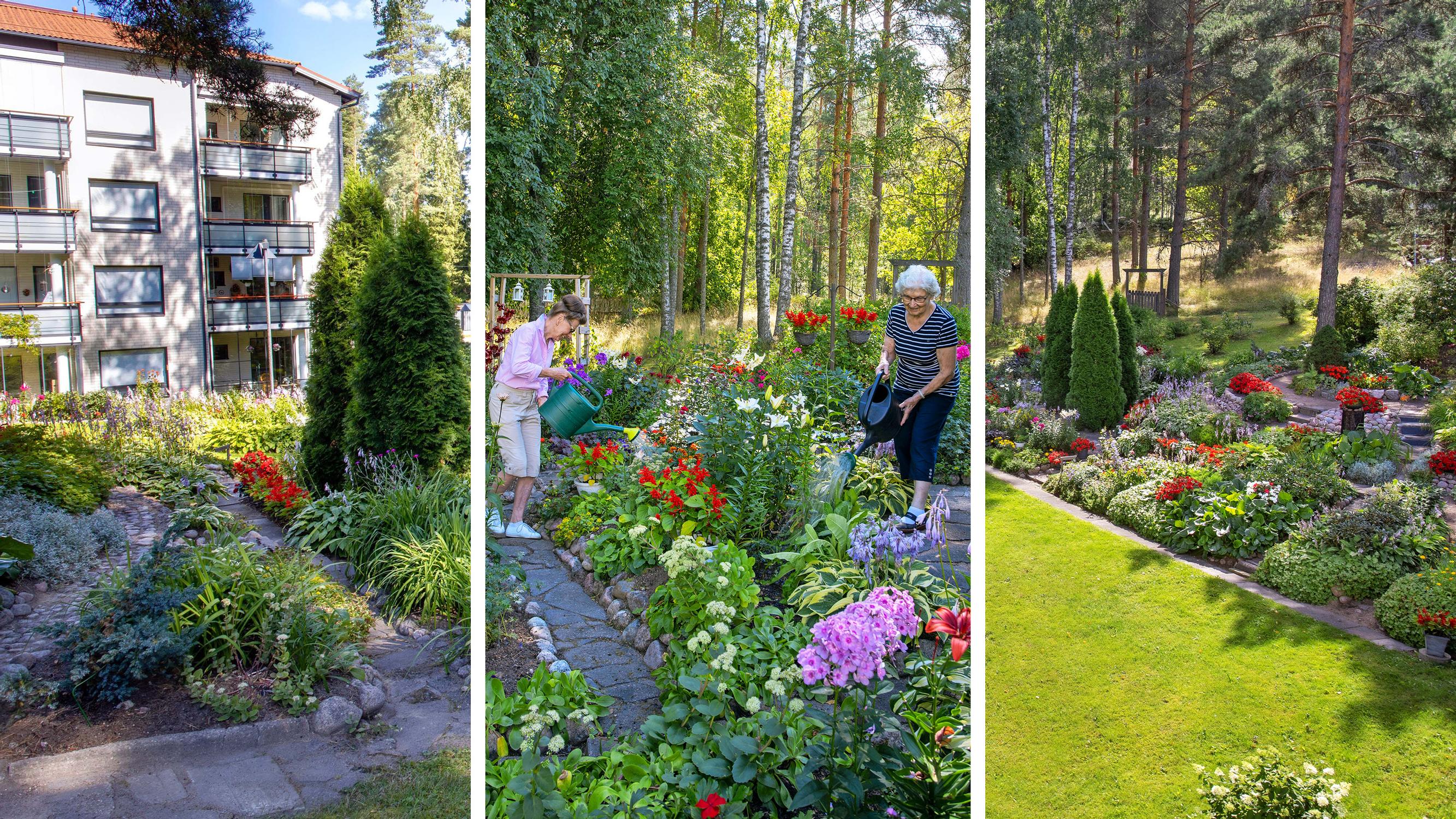 Three resolute women turned their dreary apartment plot into an exquisite garden: “This is a bit of a playground for us grannies”